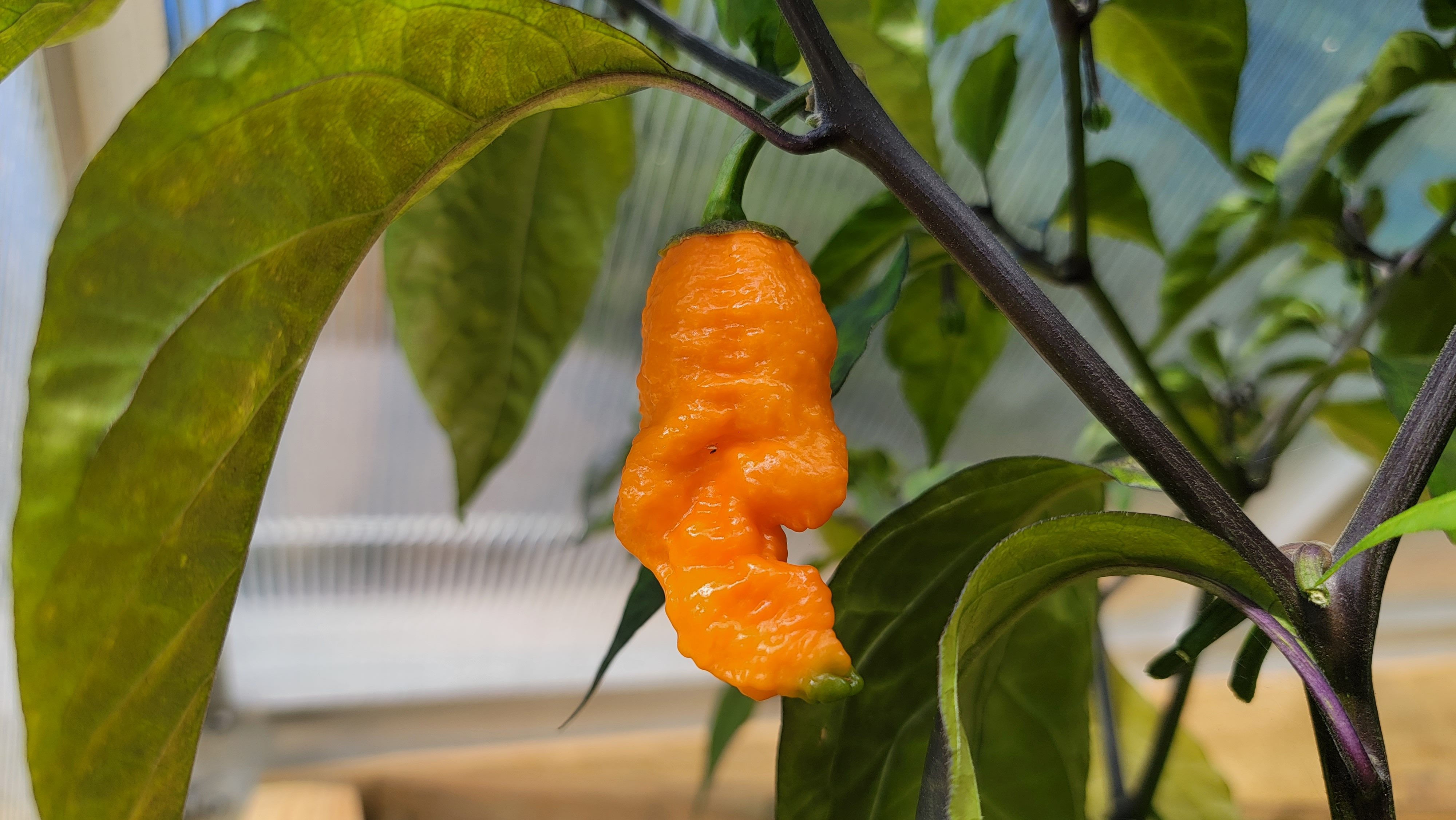 Adrenalina Orange Pepper Seeds
