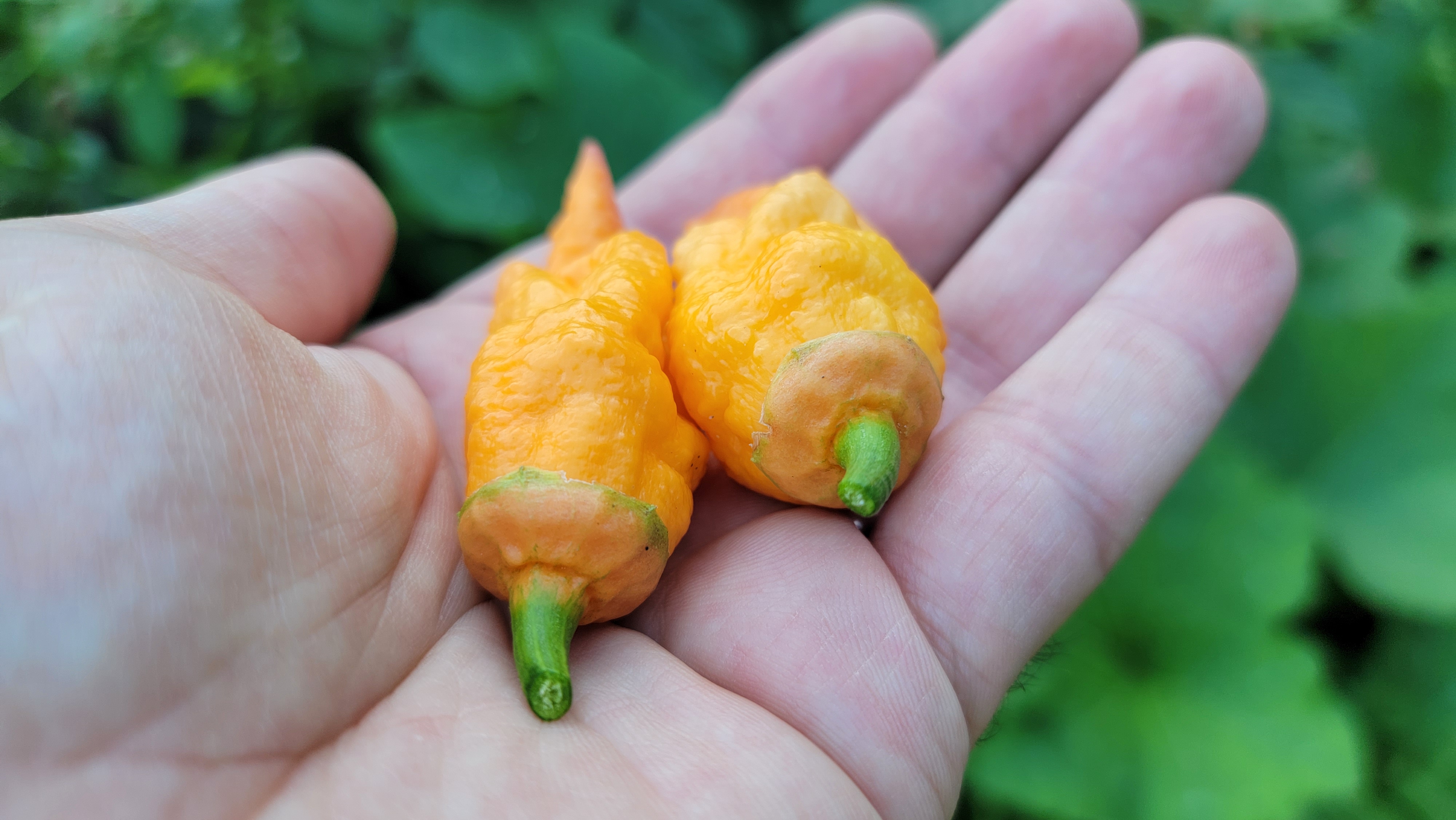 Adrenalina Orange Pepper Seeds