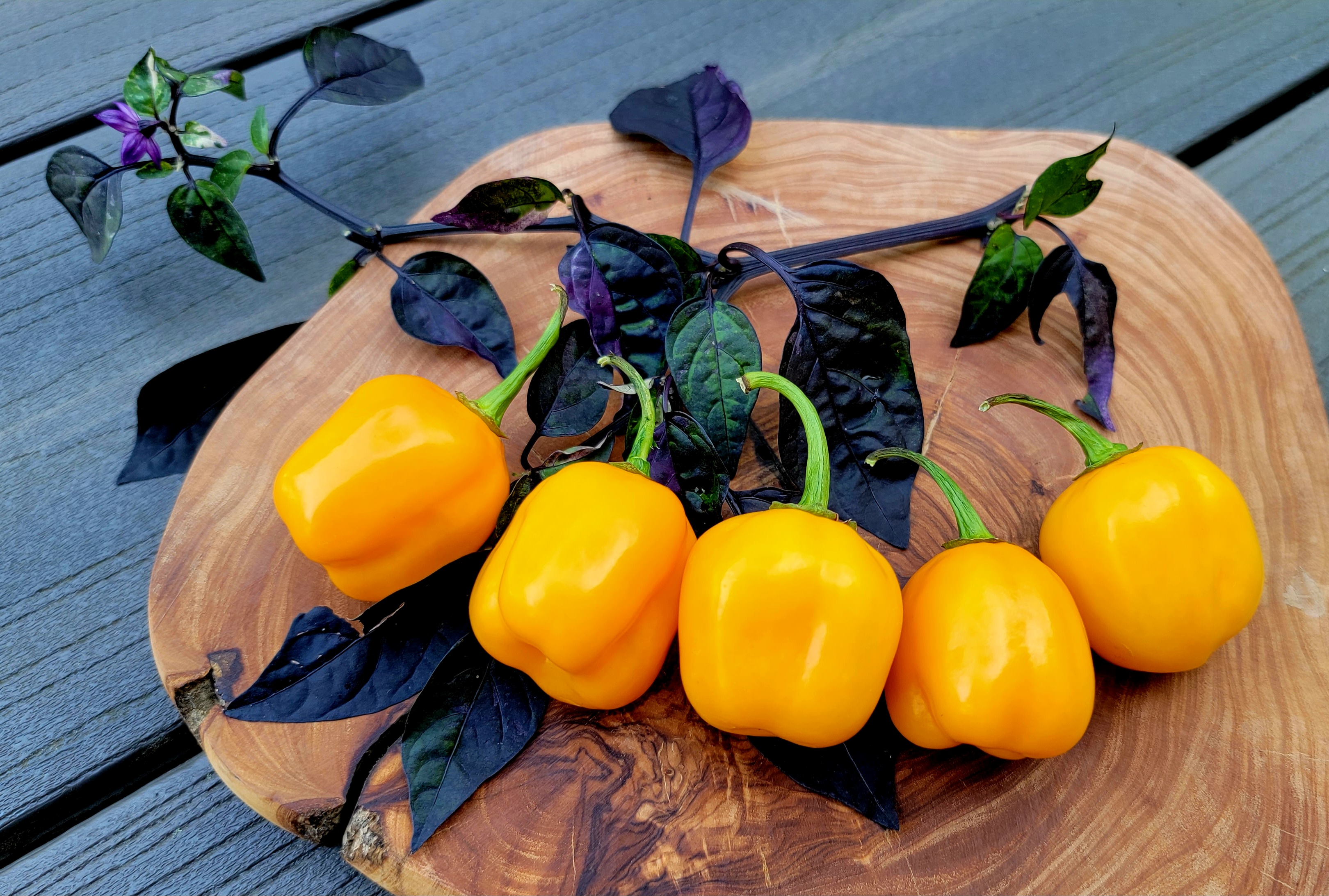 Aji Jobito Pepper Seeds