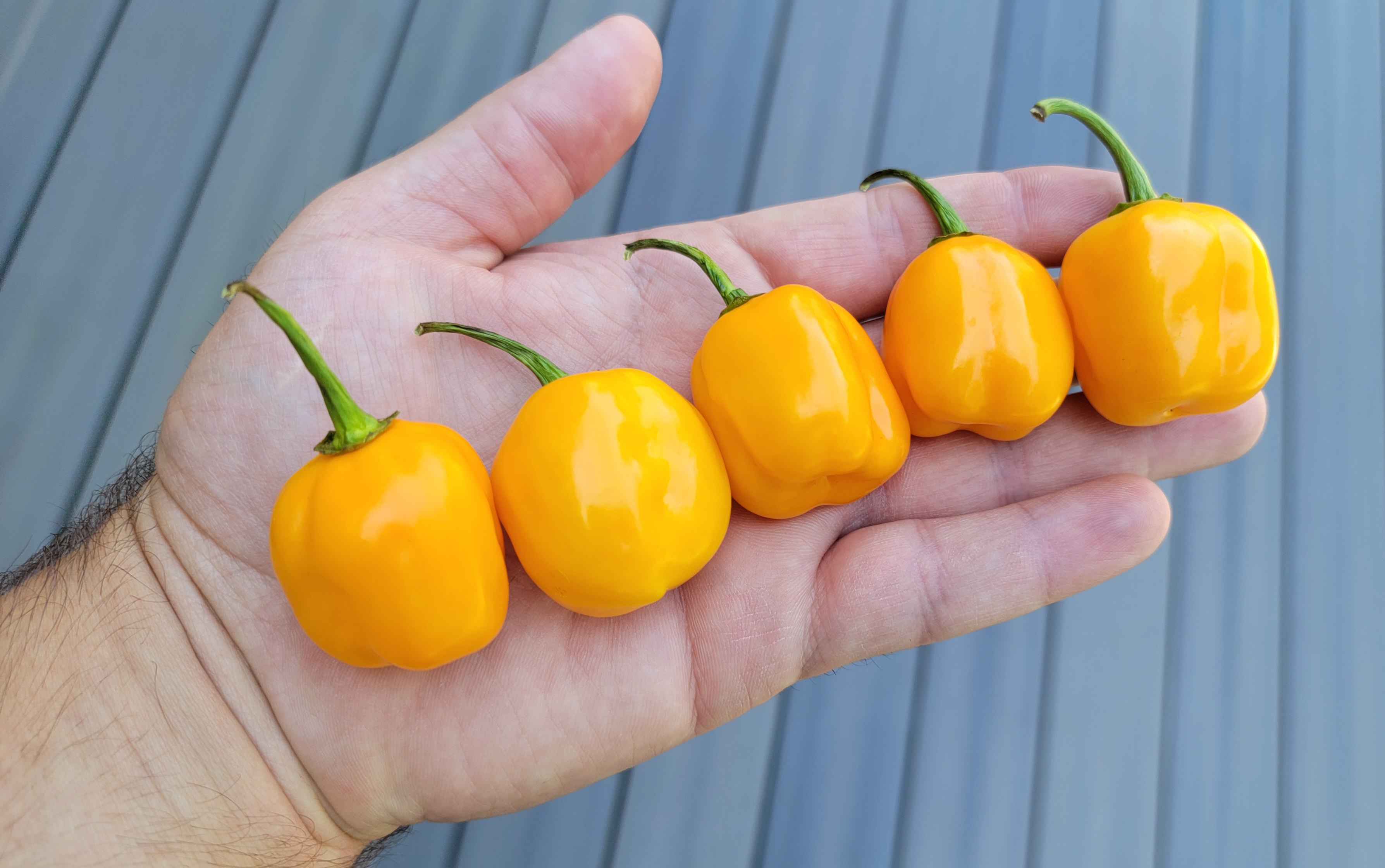 Aji Jobito Pepper Seeds