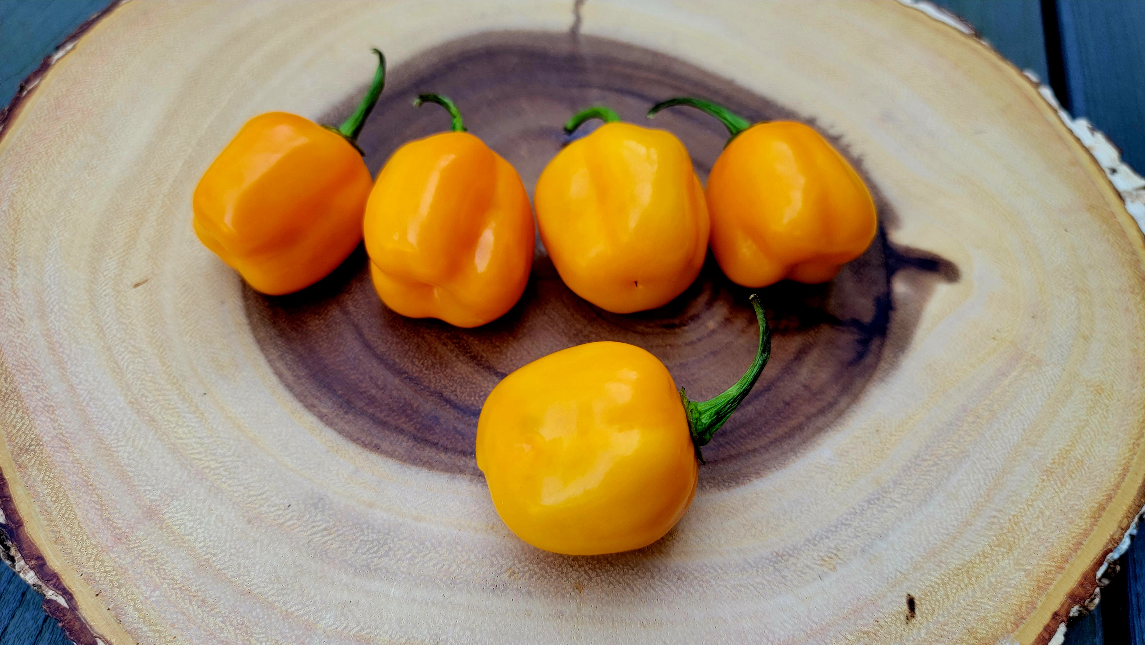 Aji Jobito Pepper Seeds