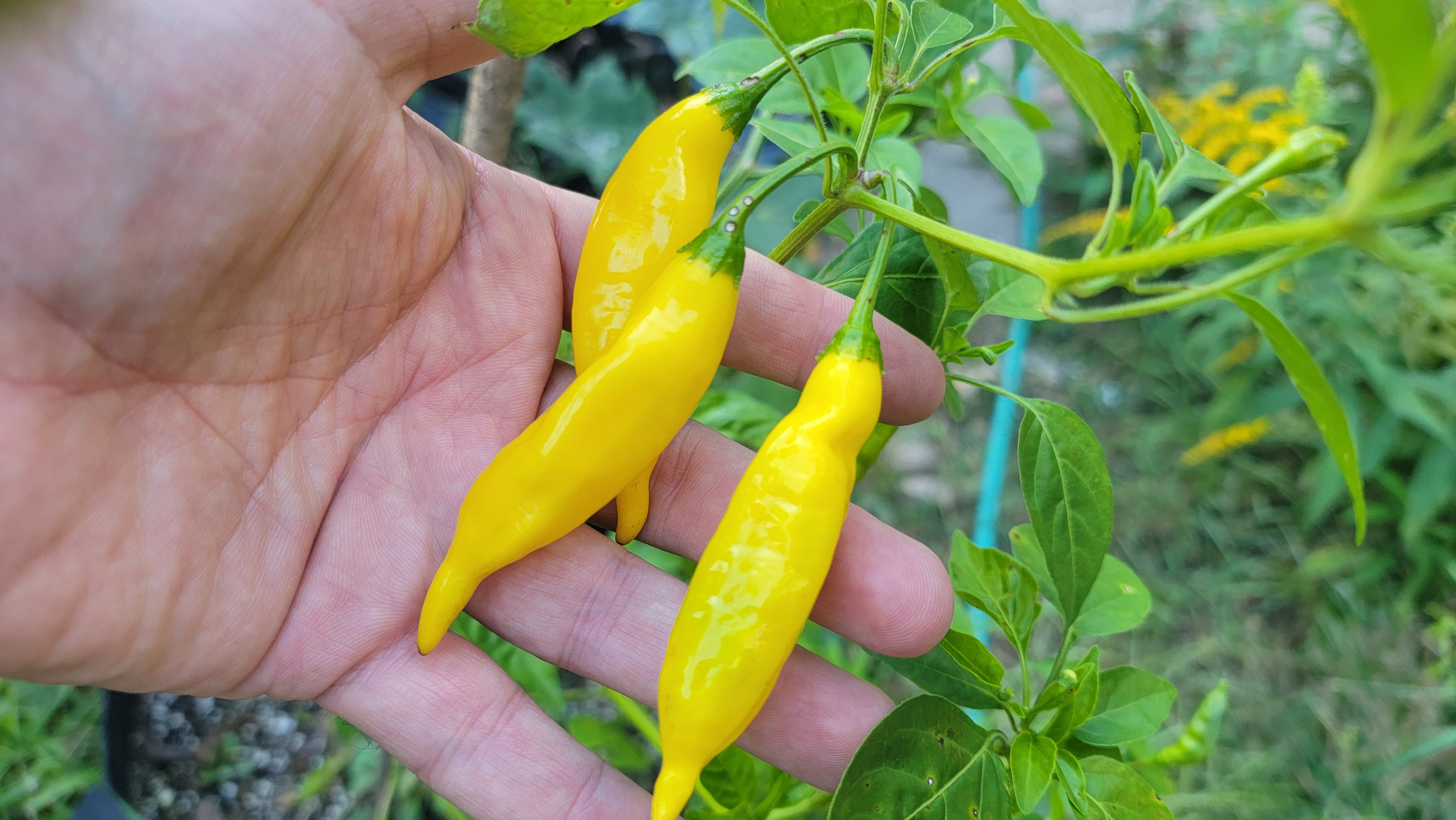 Aji Lemon Drop Pepper Seeds