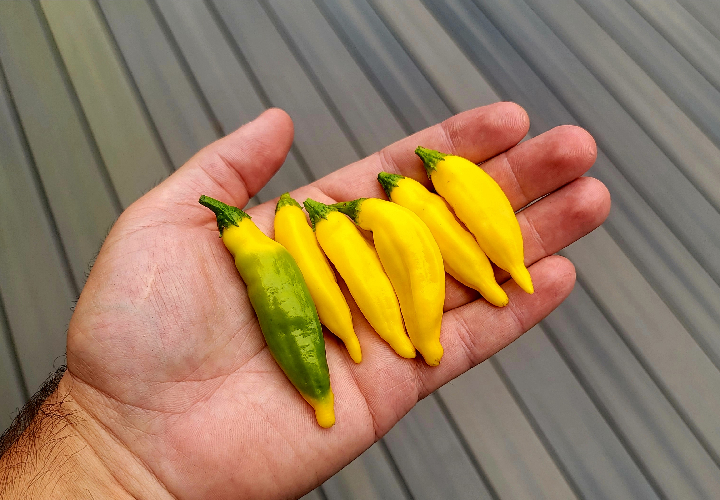 Aji Lemon Drop Pepper Seeds