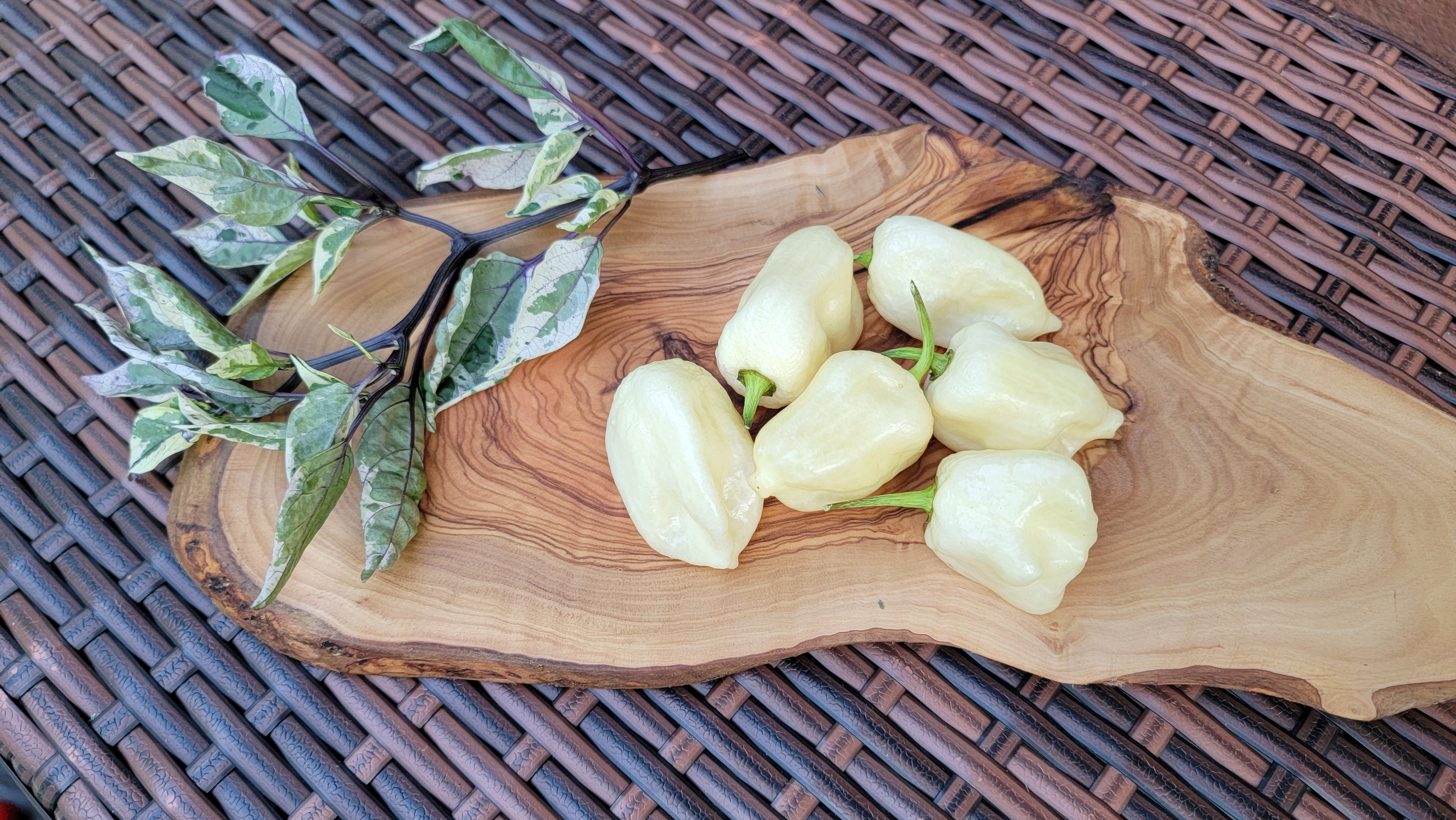 BBG White Pepper Seeds