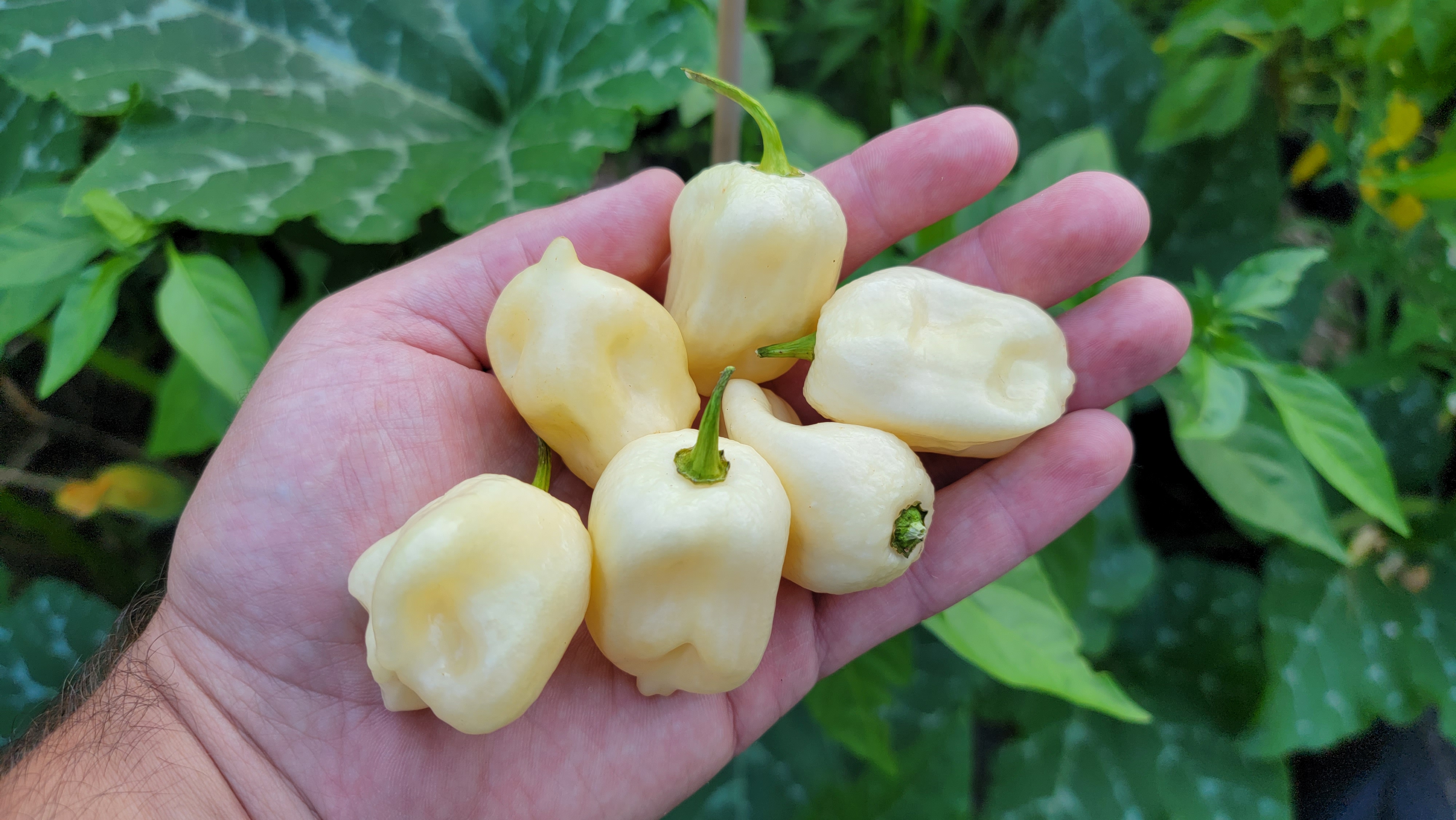 BBG White Pepper Seeds