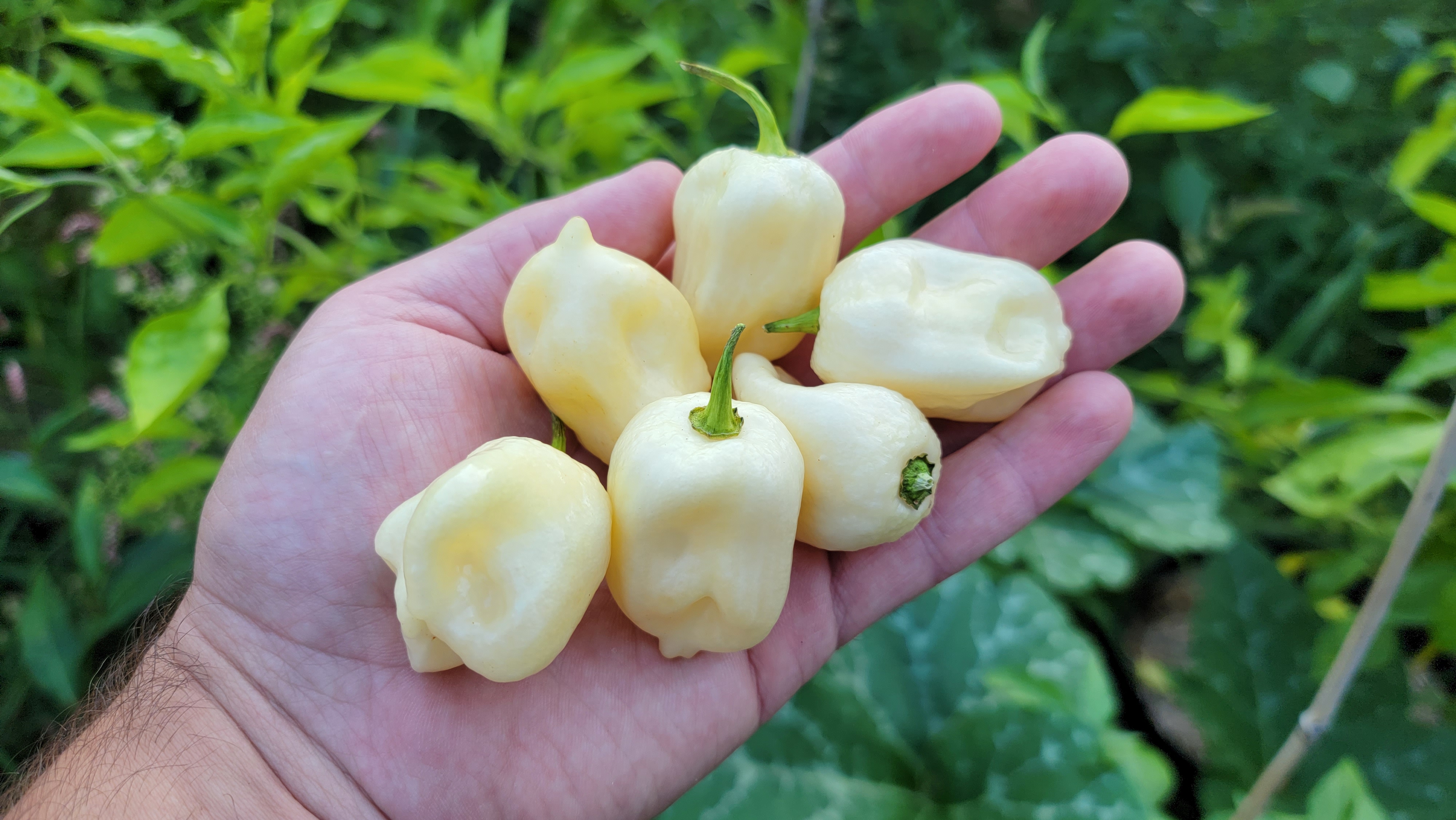 BBG White Pepper Seeds