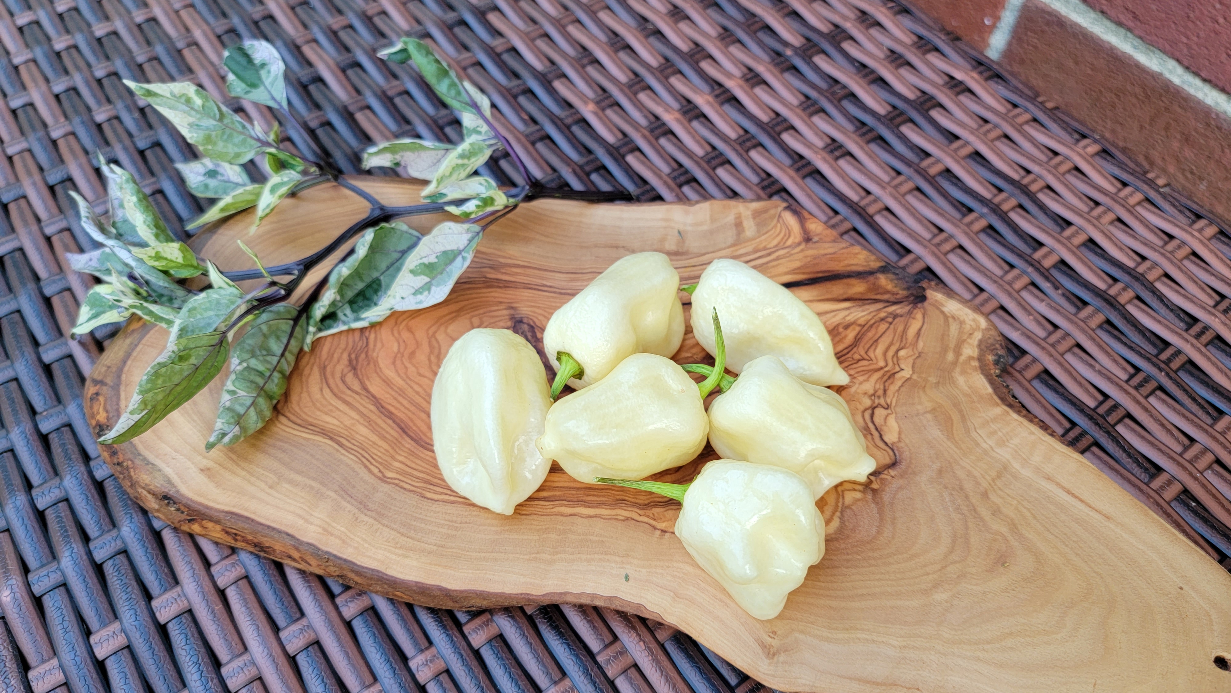 BBG White Pepper Seeds
