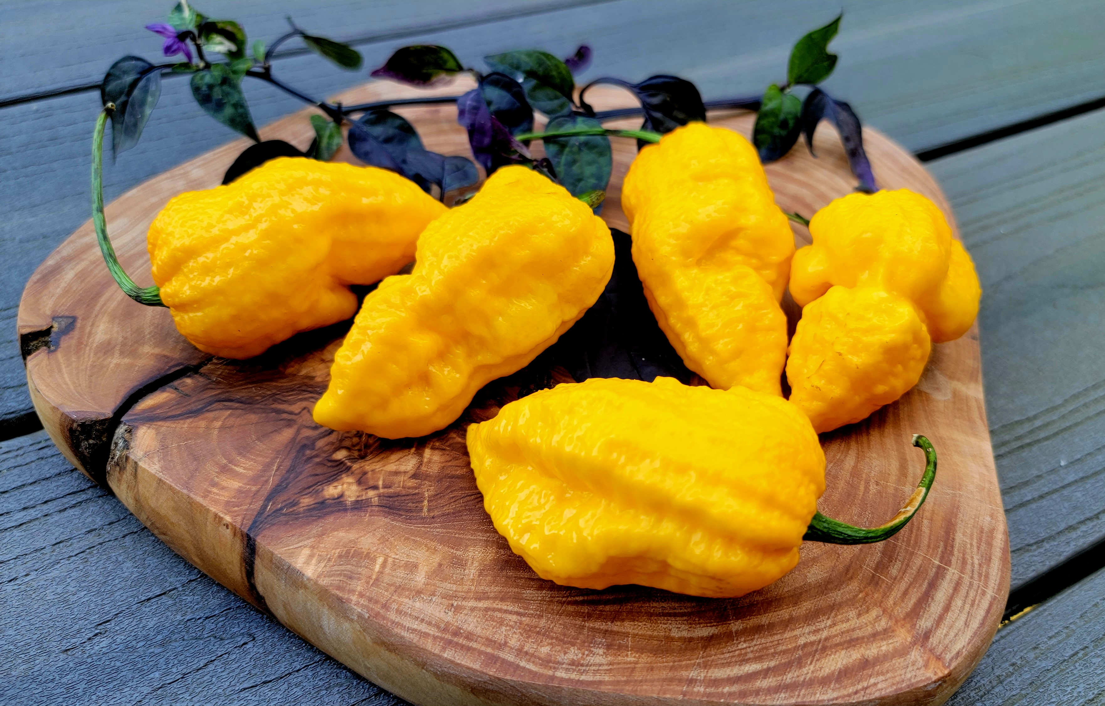 Big Mama Yellow Pepper Seeds