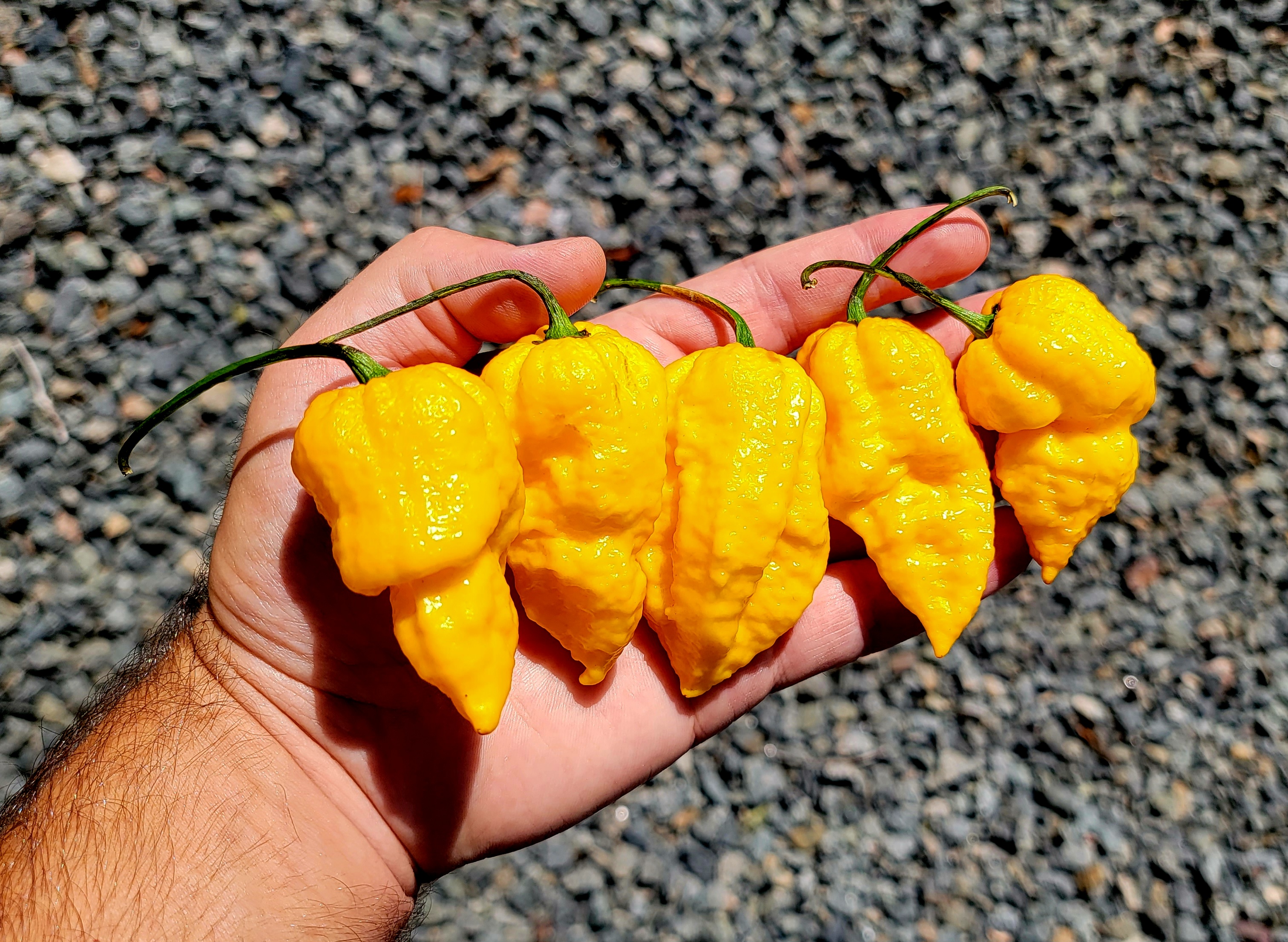 Big Mama Yellow Pepper Seeds