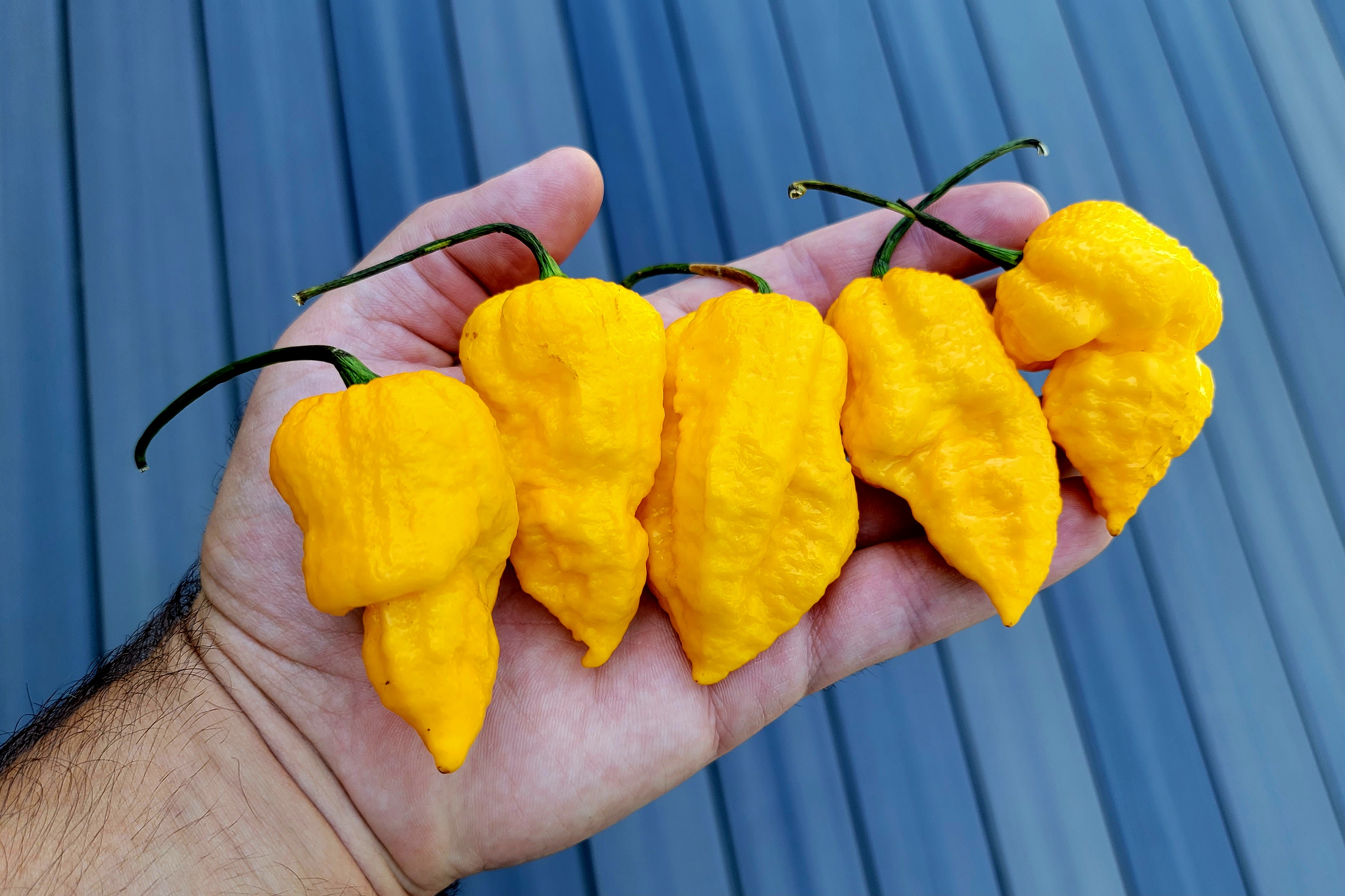 Big Mama Yellow Pepper Seeds