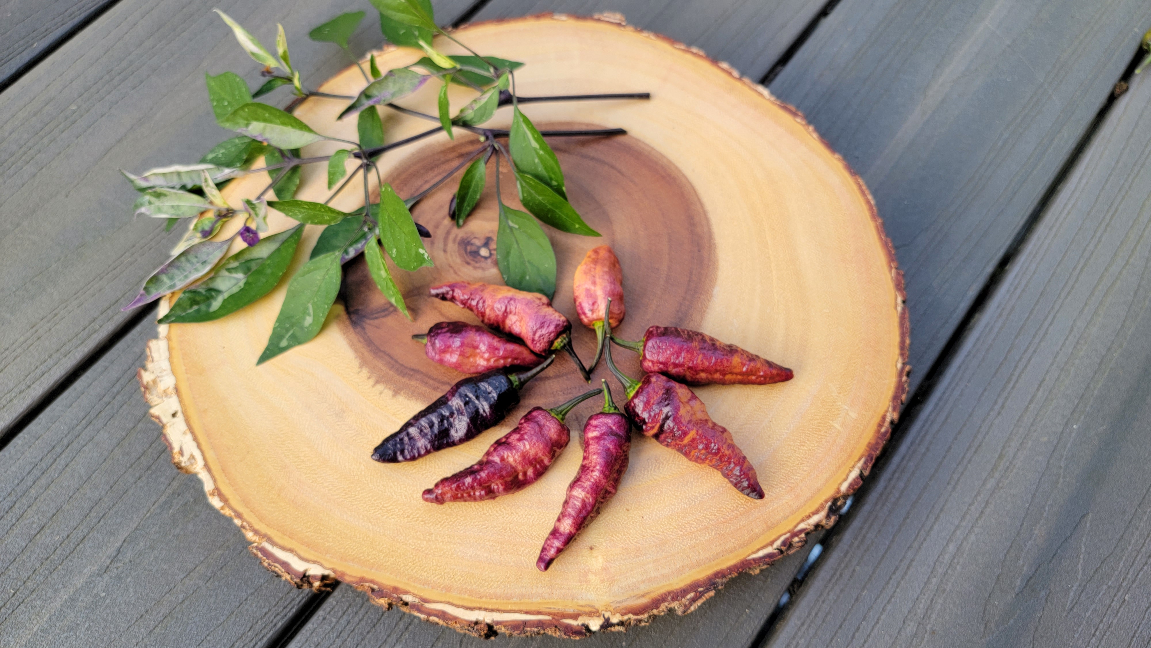 Blue Ghost Purple Pepper Seeds