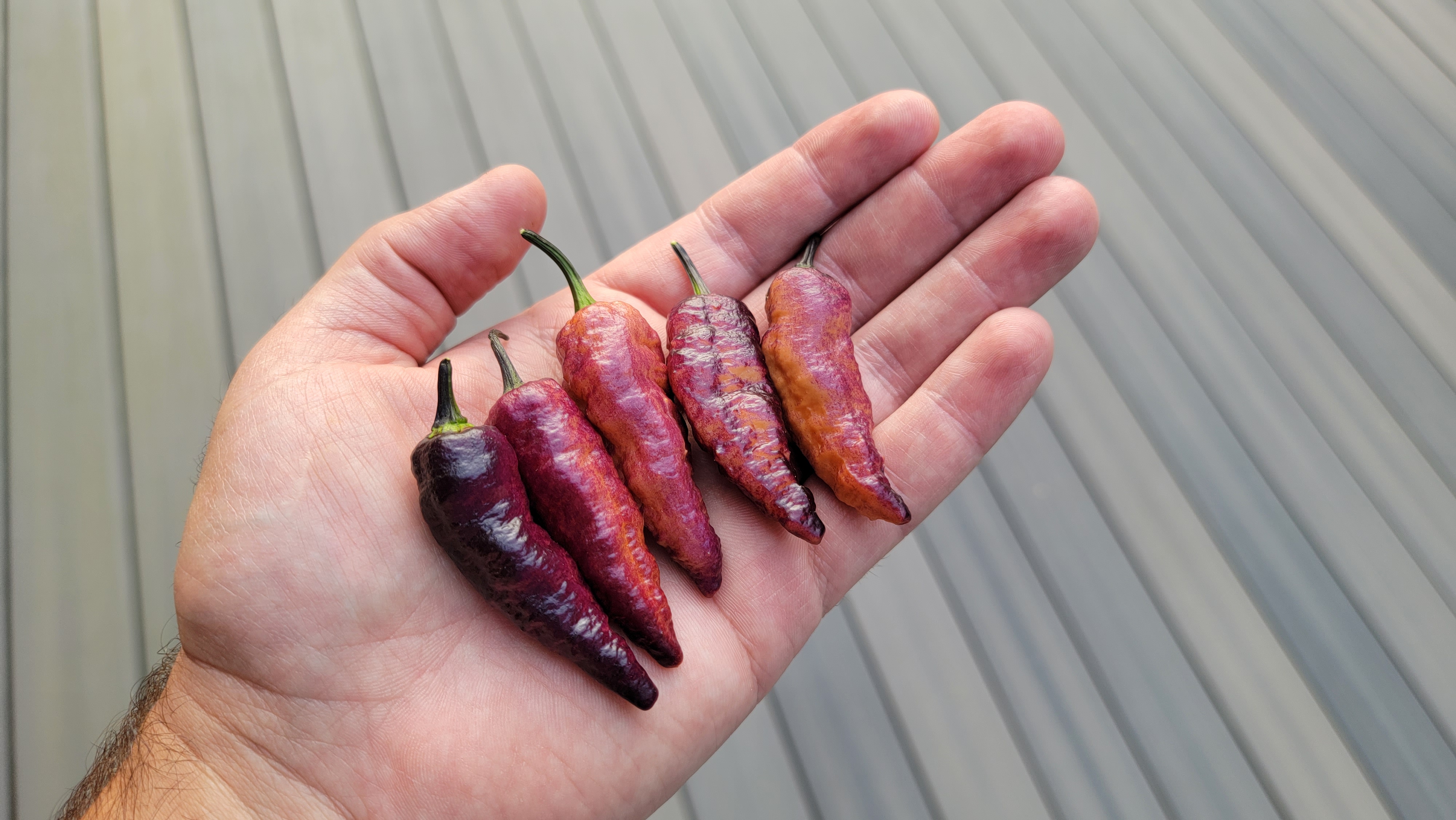 Blue Ghost Purple Pepper Seeds