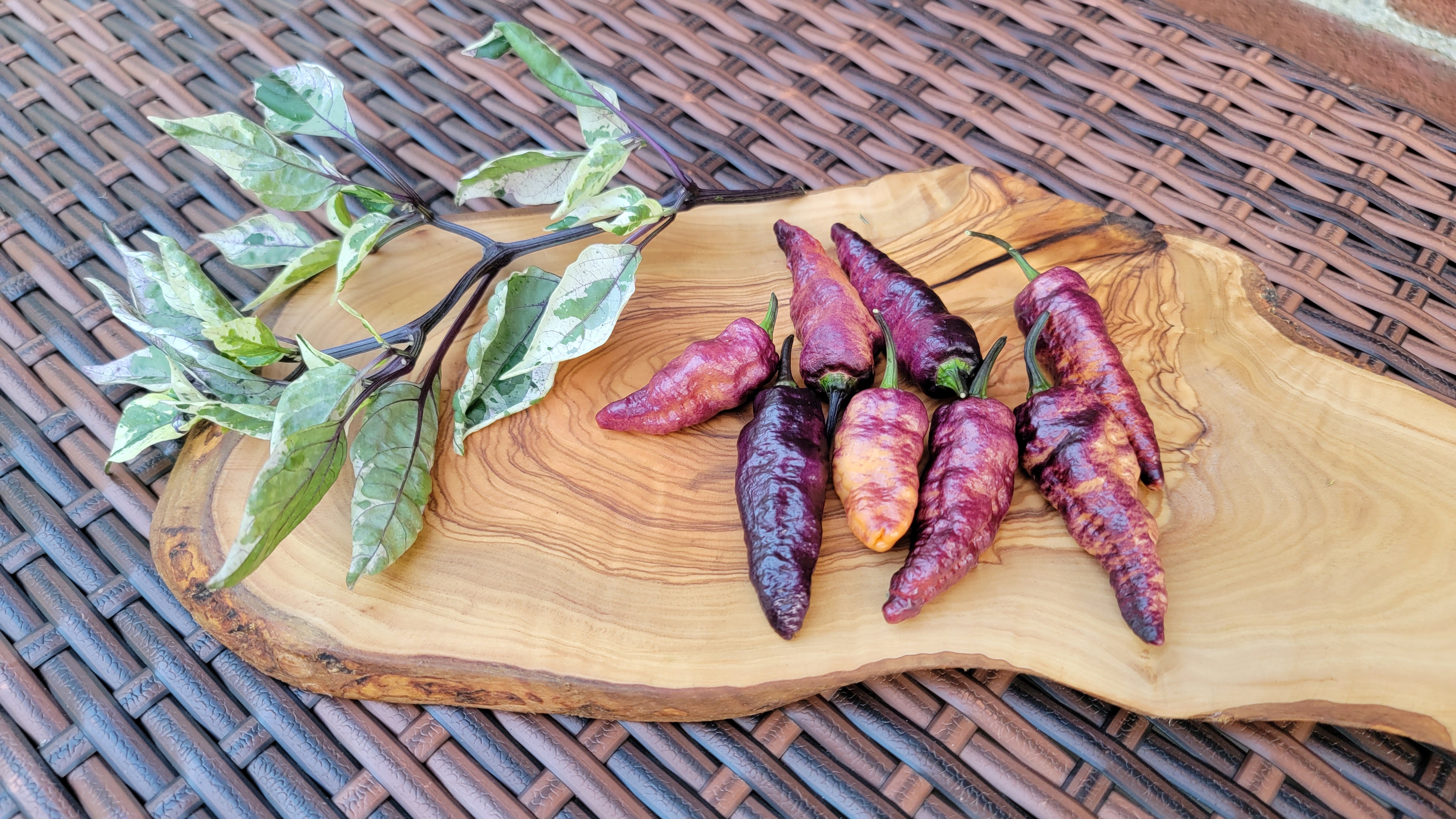 Blue Ghost Purple Pepper Seeds