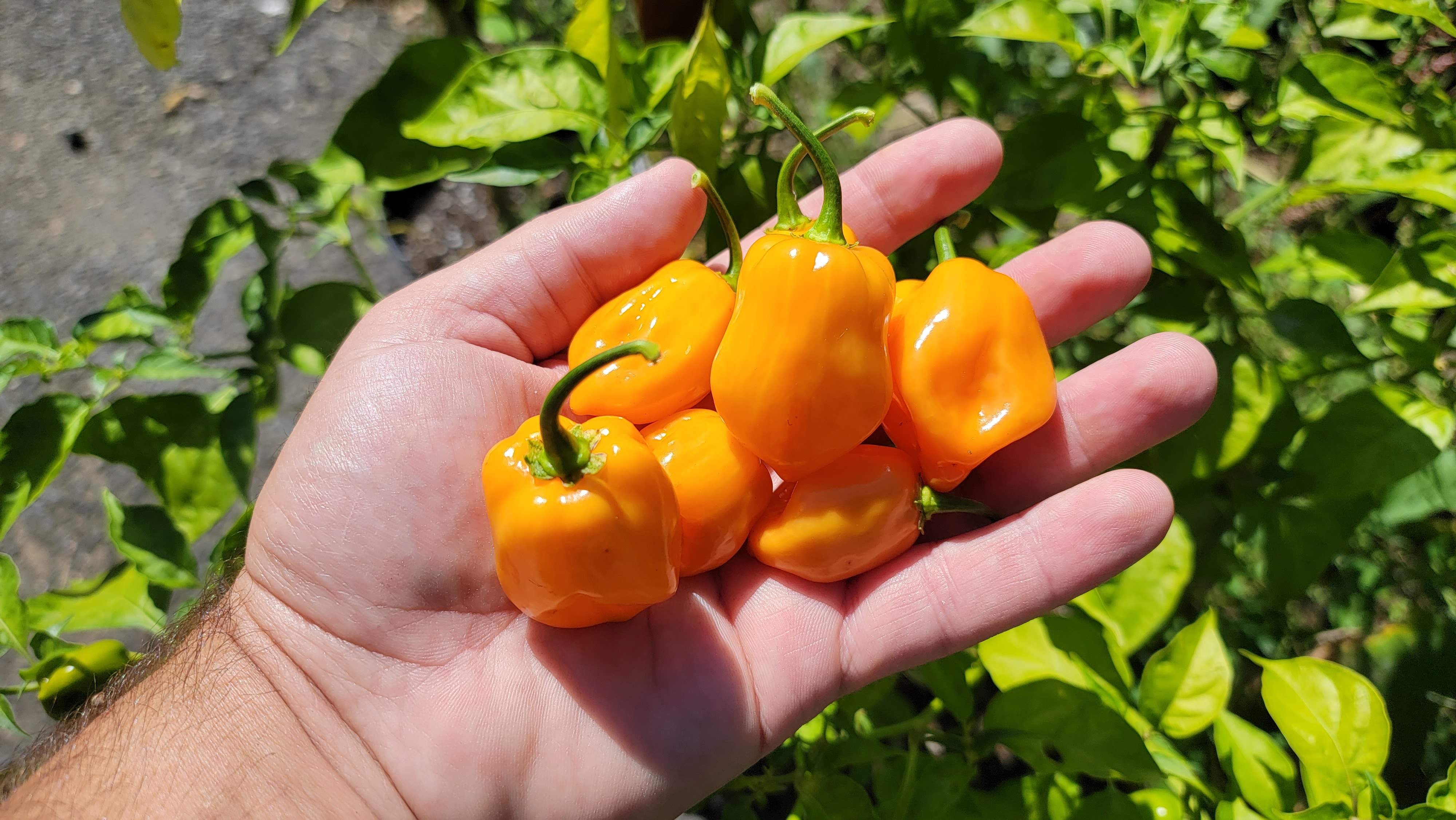Habanero Orange Pepper Seeds