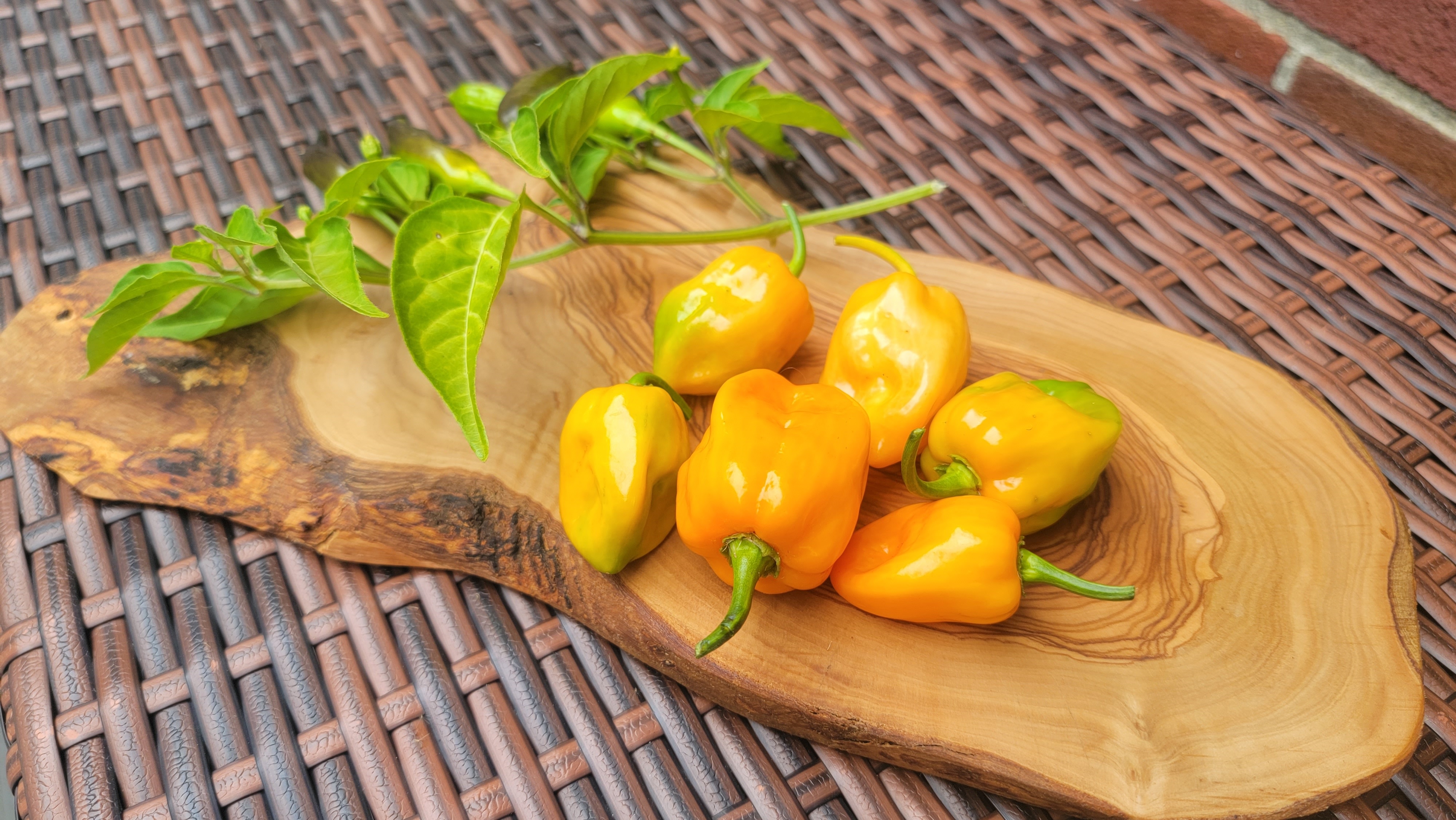 Habanero Orange Pepper Seeds