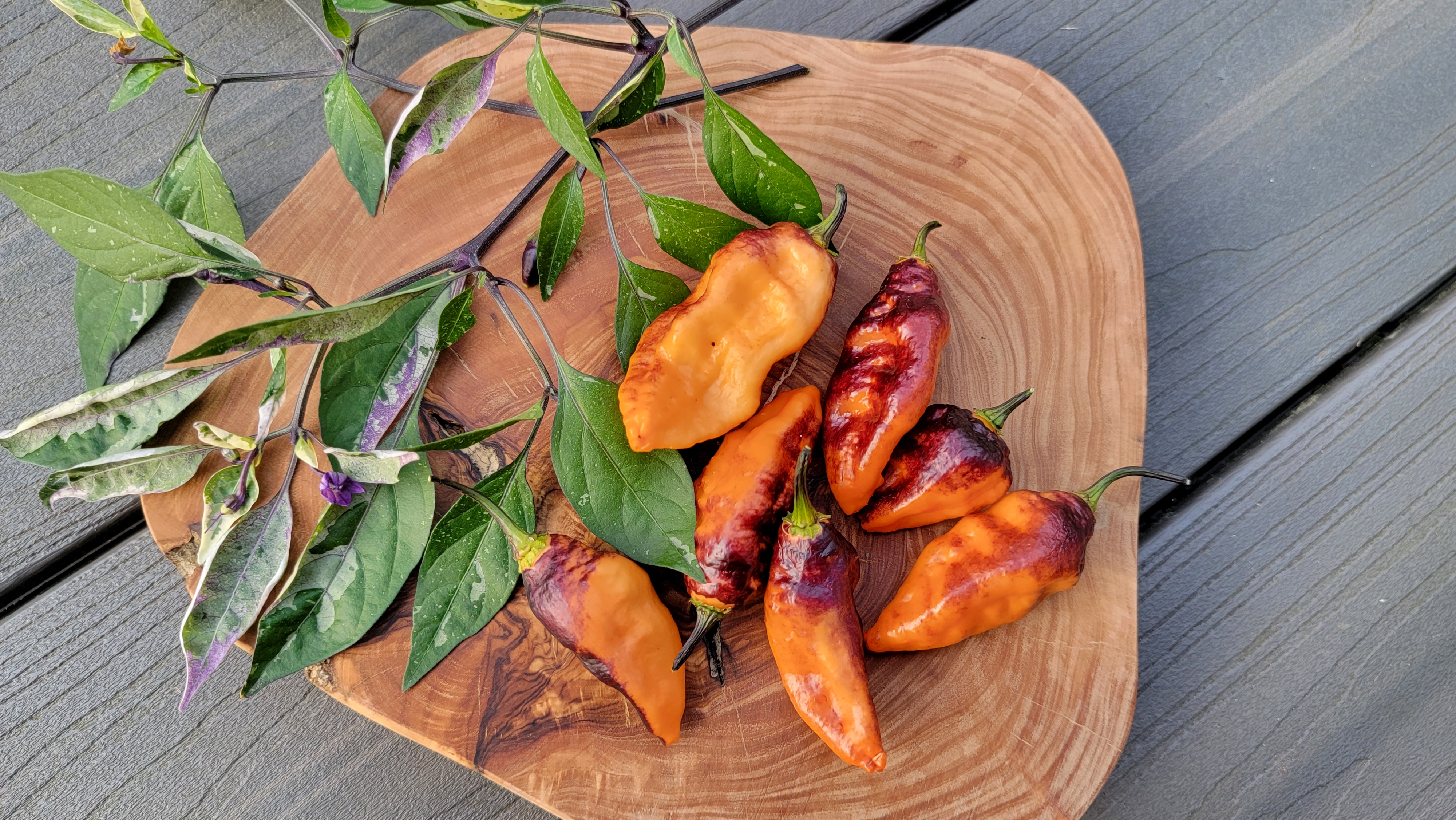 Hollows Eve Pepper Seeds