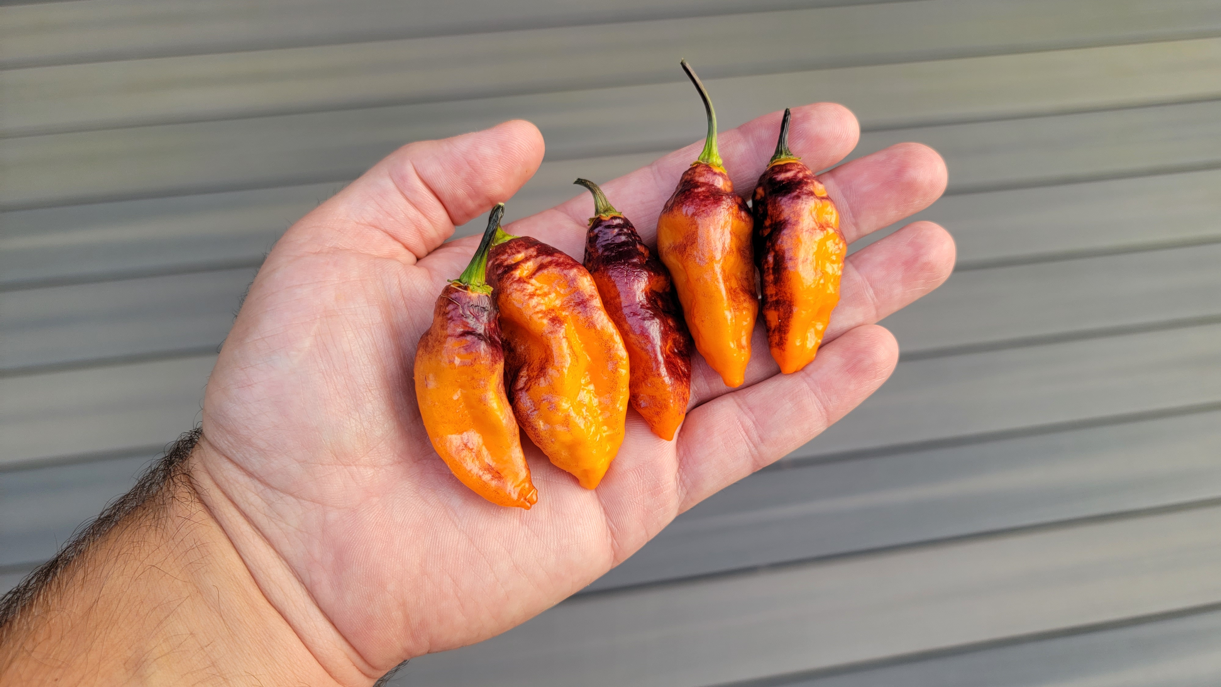 Hollows Eve Pepper Seeds