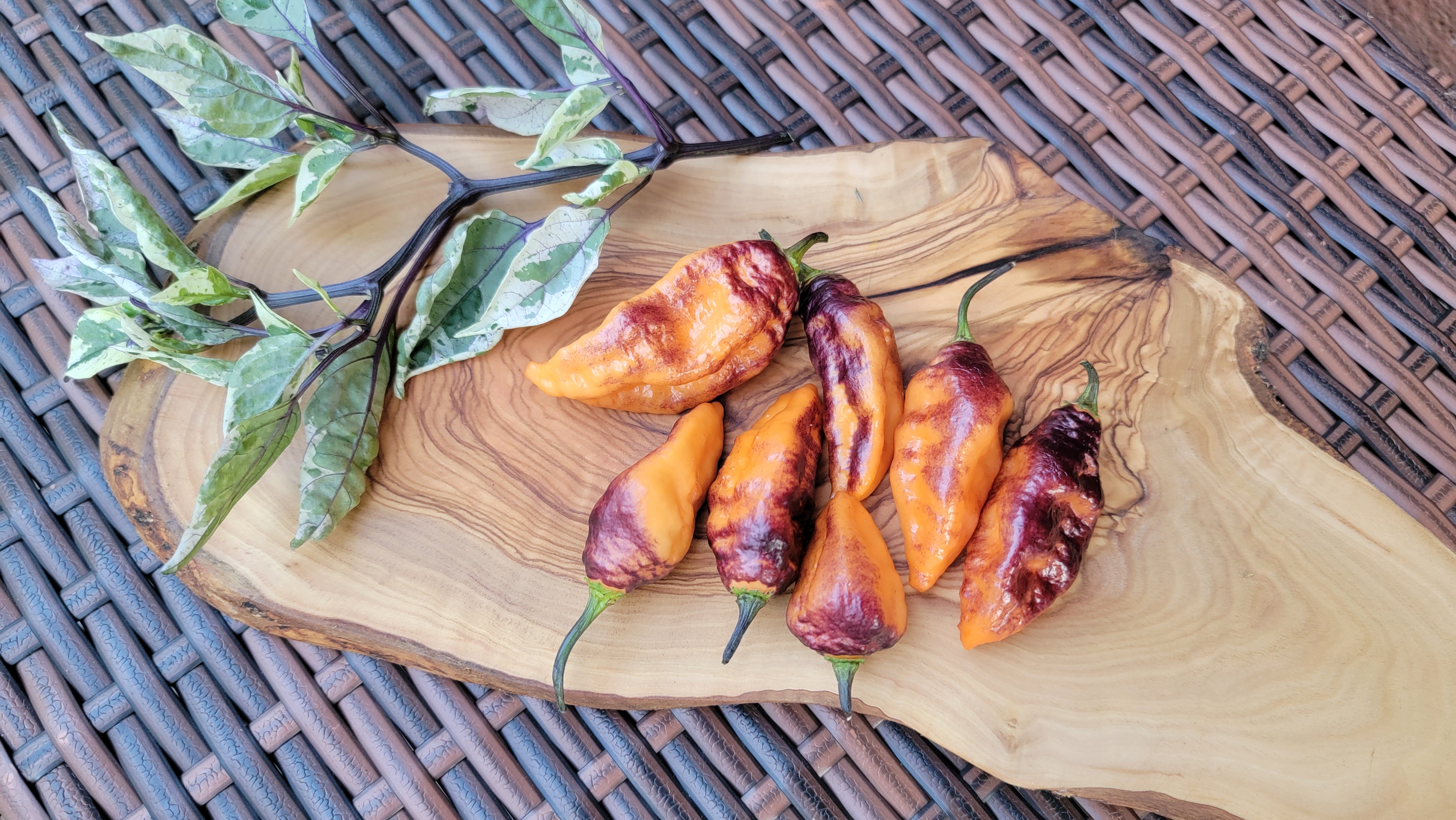 Hollows Eve Pepper Seeds