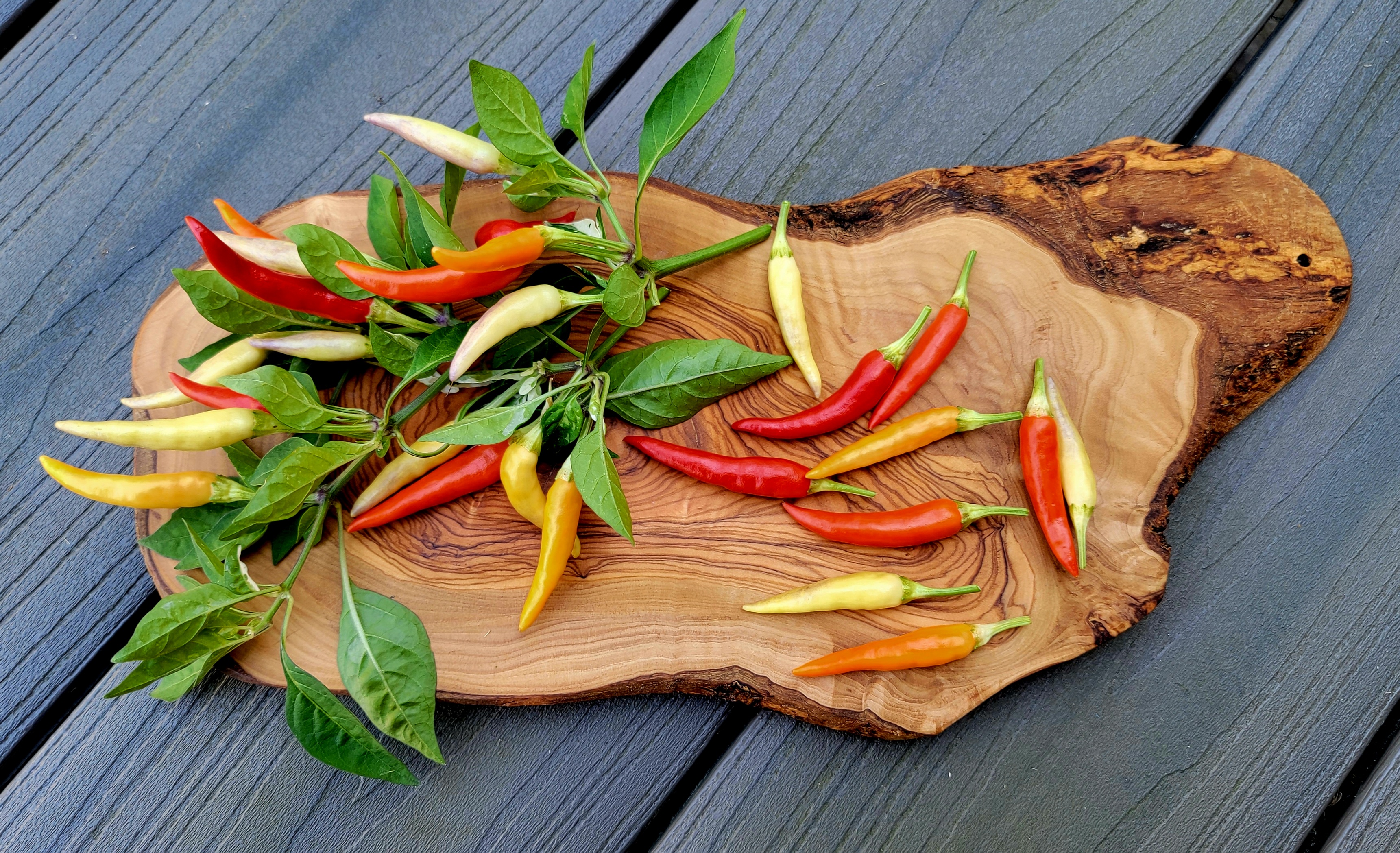 Hot Palette Pepper Seeds