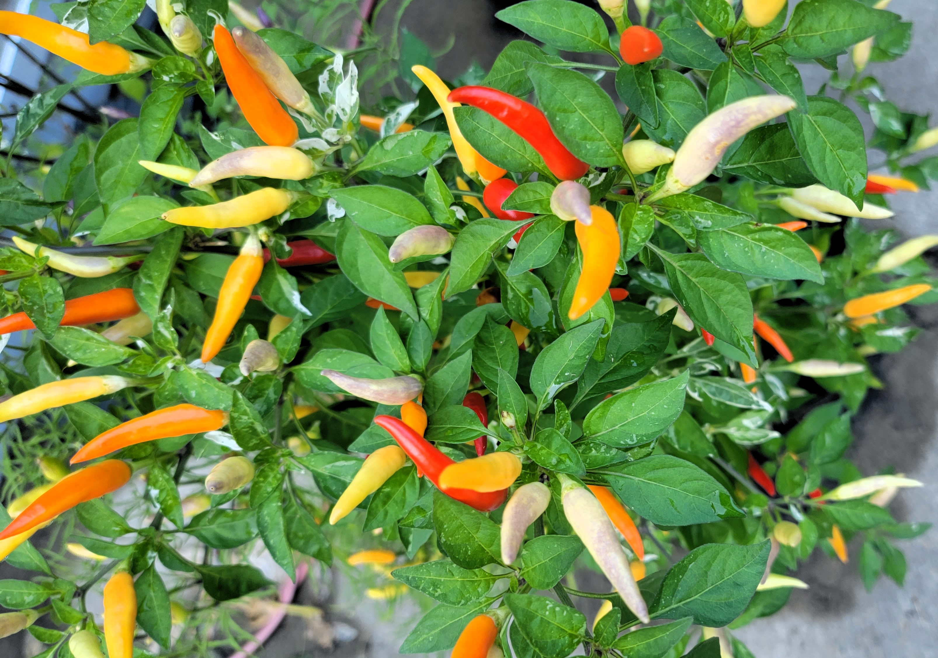 Hot Palette Pepper Seeds