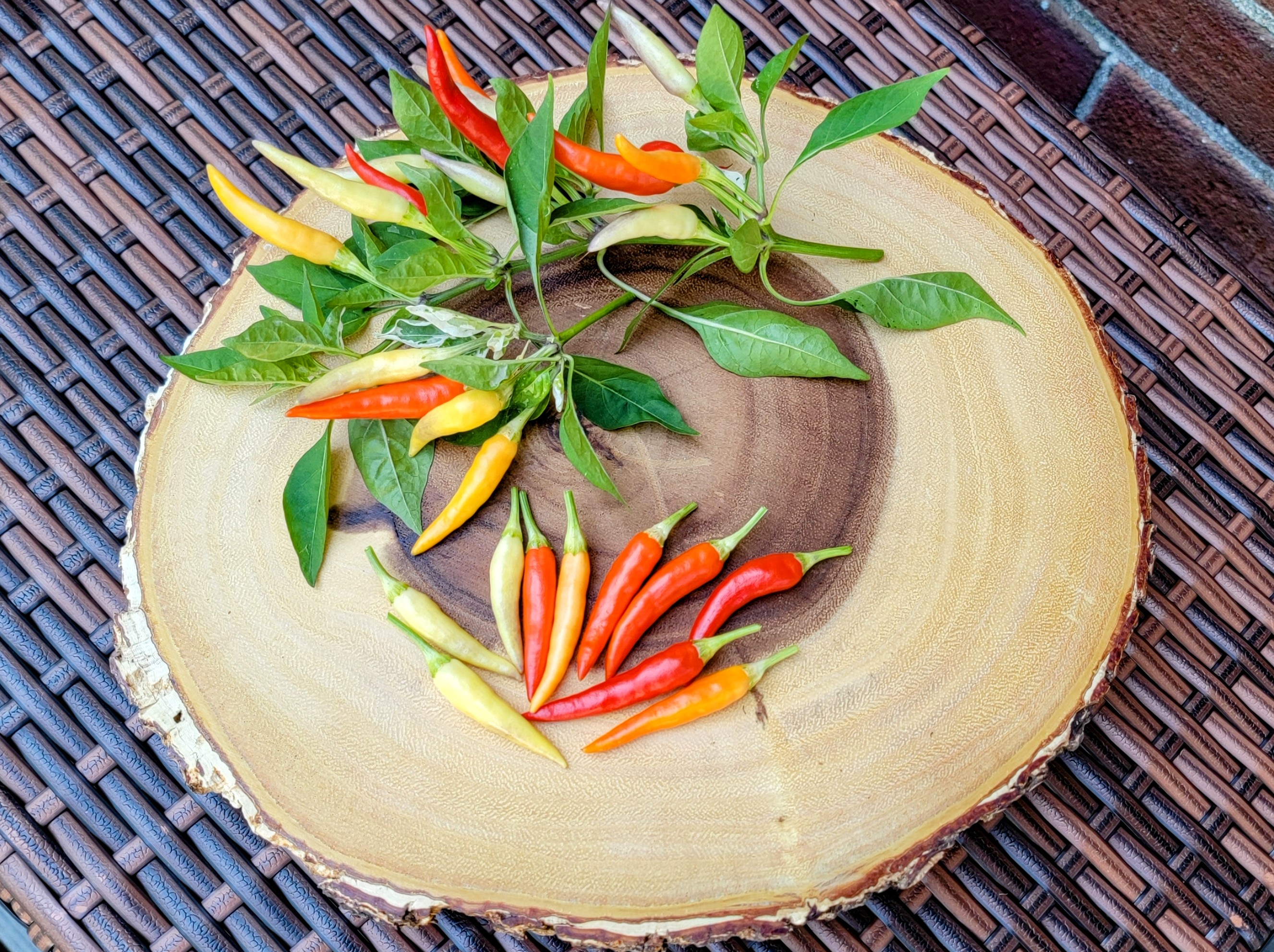 Hot Palette Pepper Seeds