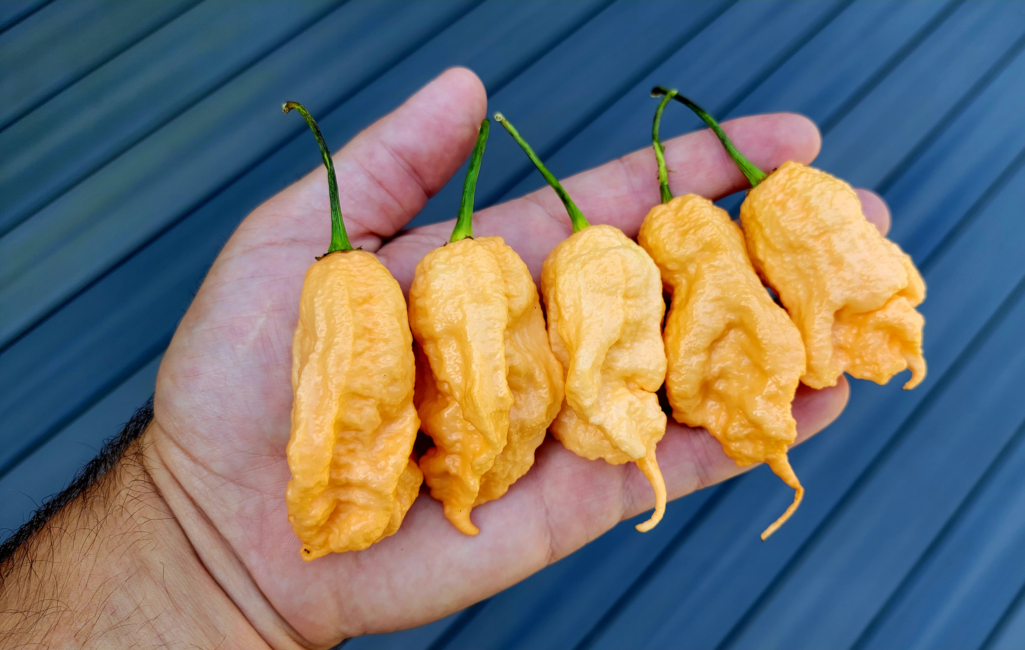 Jay's Peach Ghost Scorption JPGS Pepper Seeds