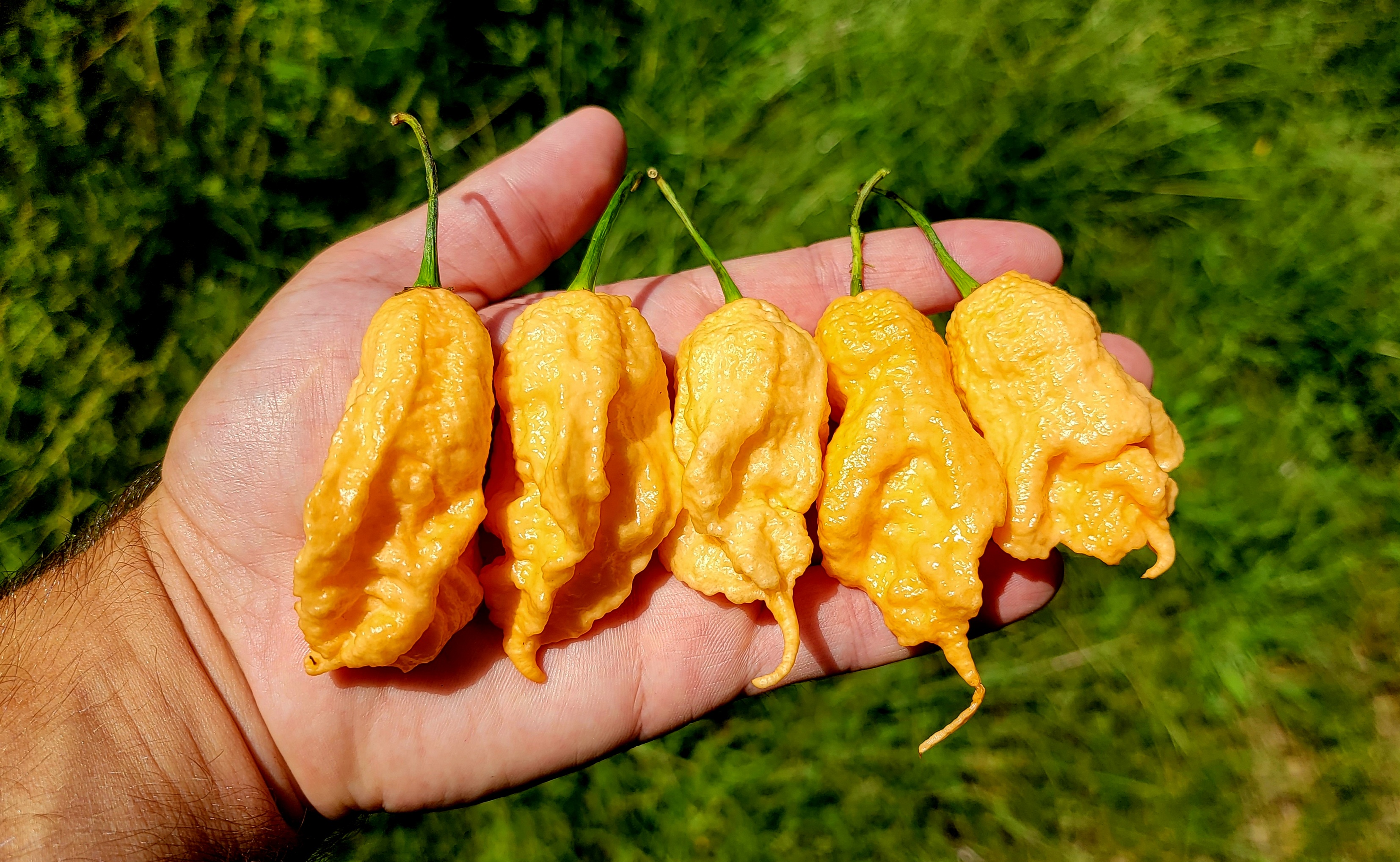Jay's Peach Ghost Scorption JPGS Pepper Seeds