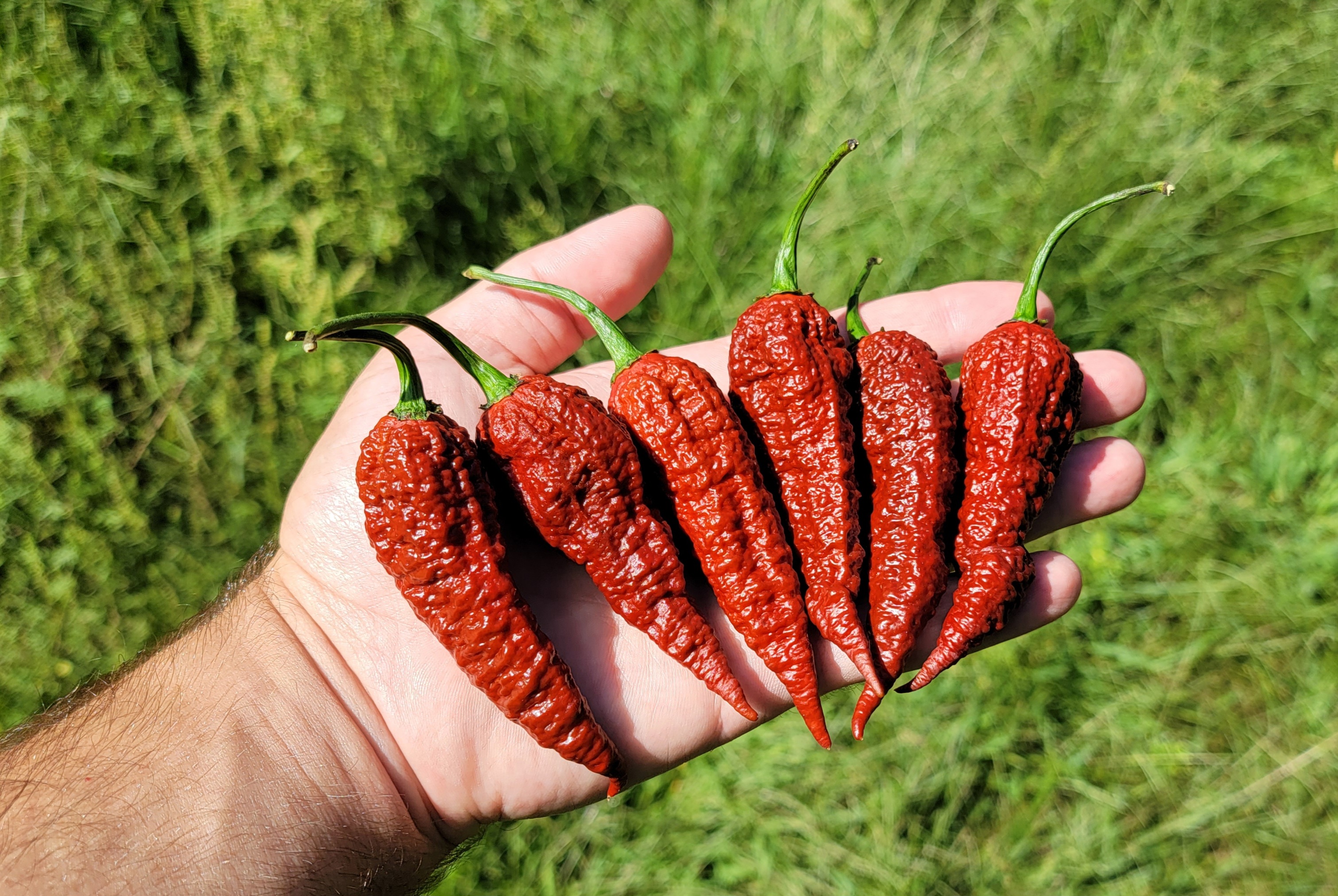 Leviathan Gnarly Scorpion Pepper Seeds