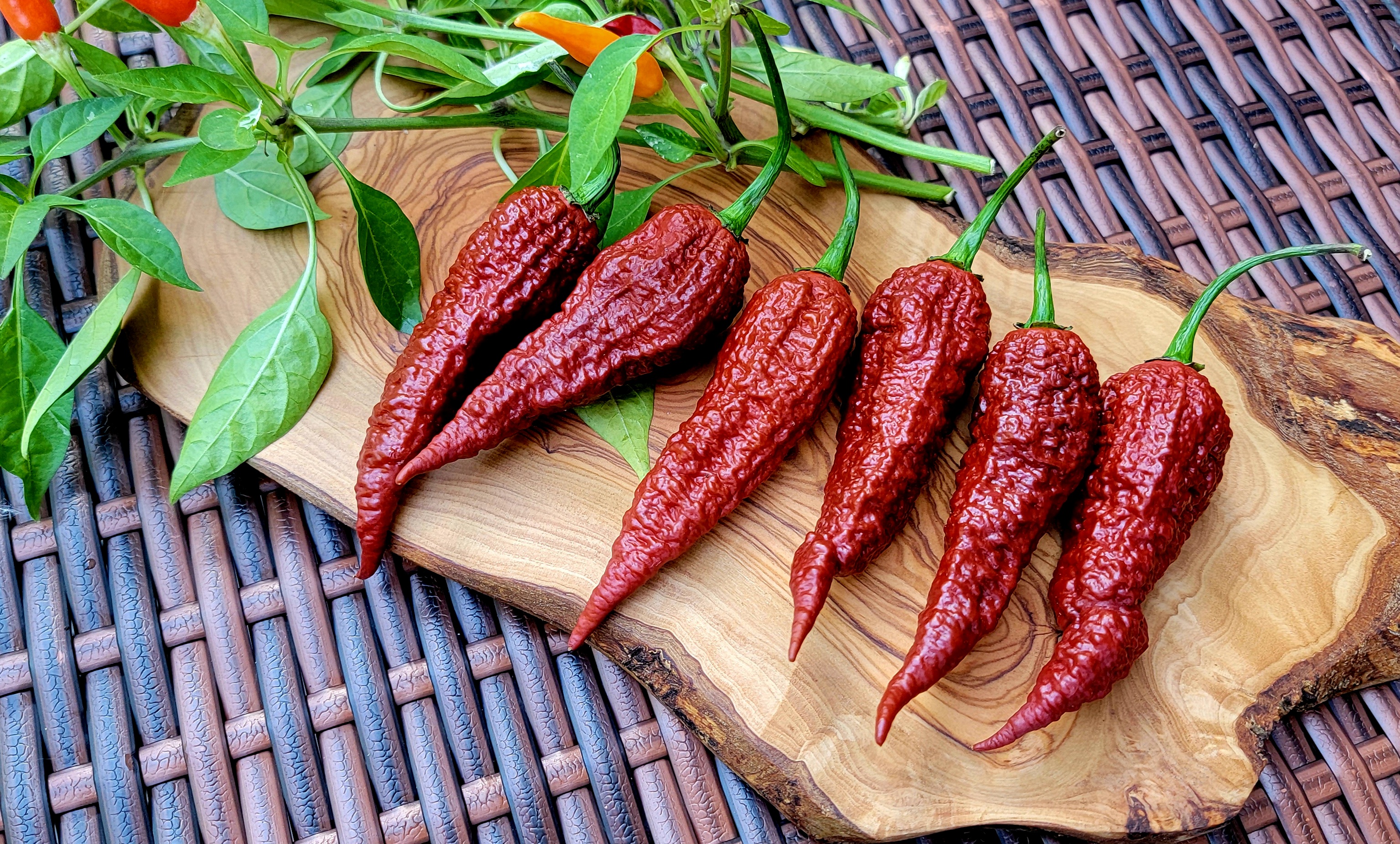 Leviathan Gnarly Scorpion Pepper Seeds