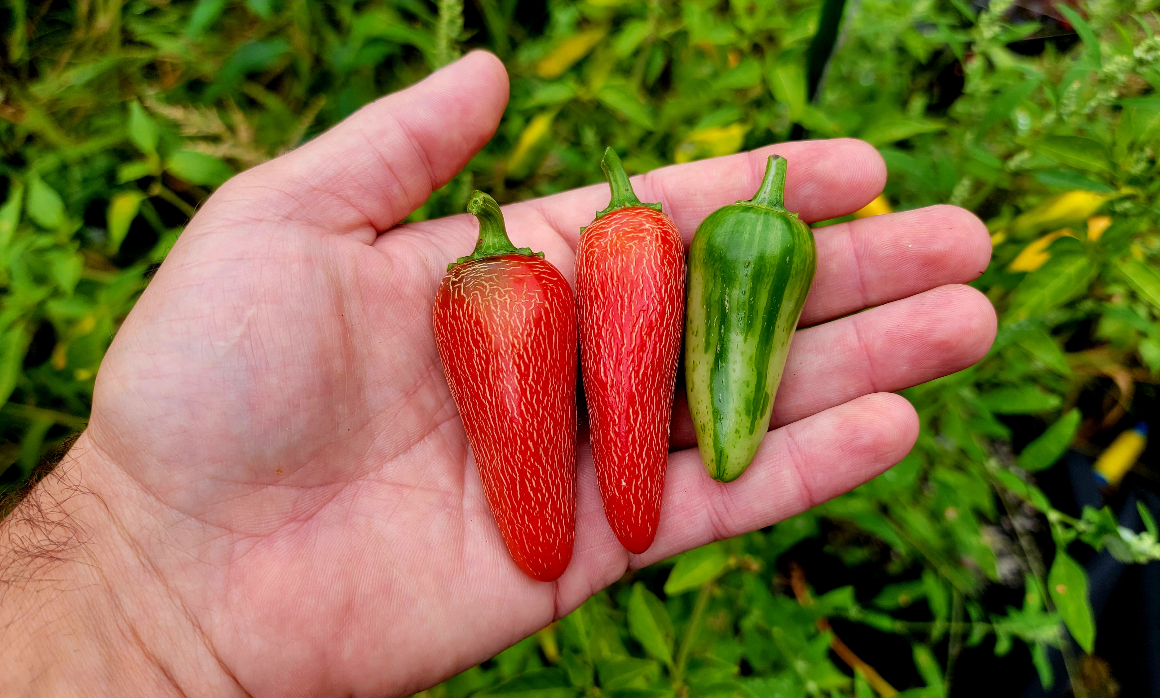 Mattapeno Pepper Seeds