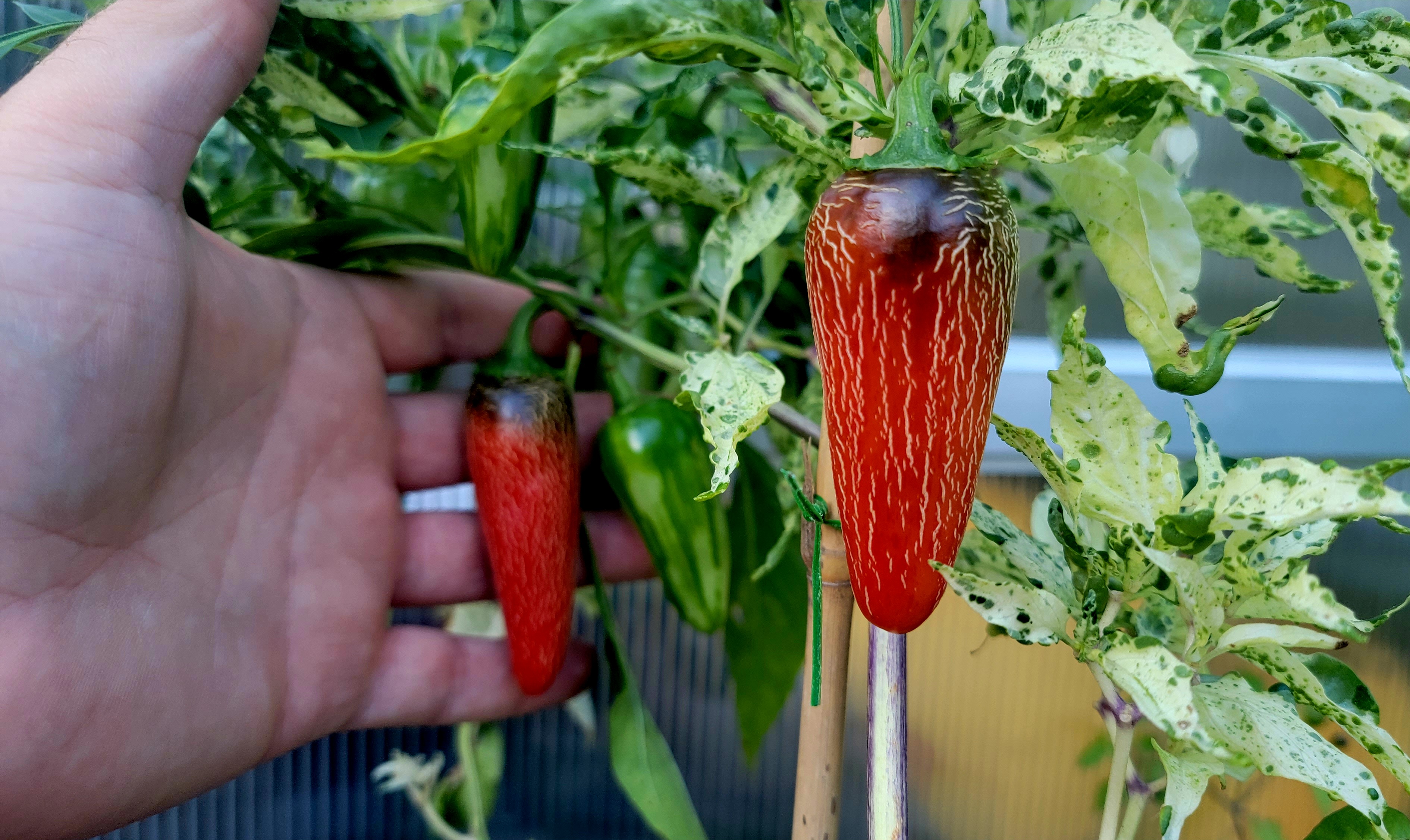 Mattapeno Pepper Seeds