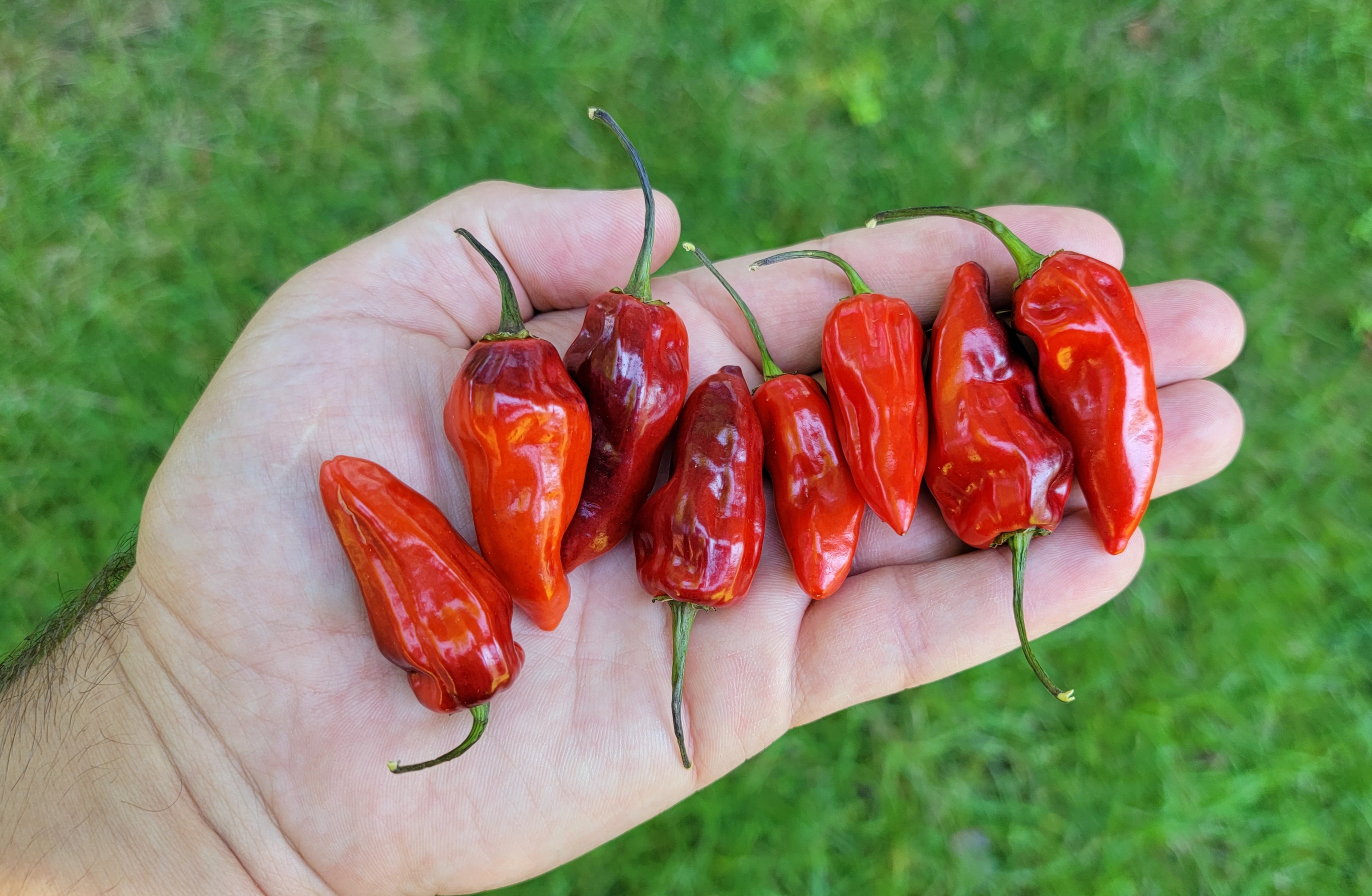 Naga Smooky Rainbow Pepper Seeds