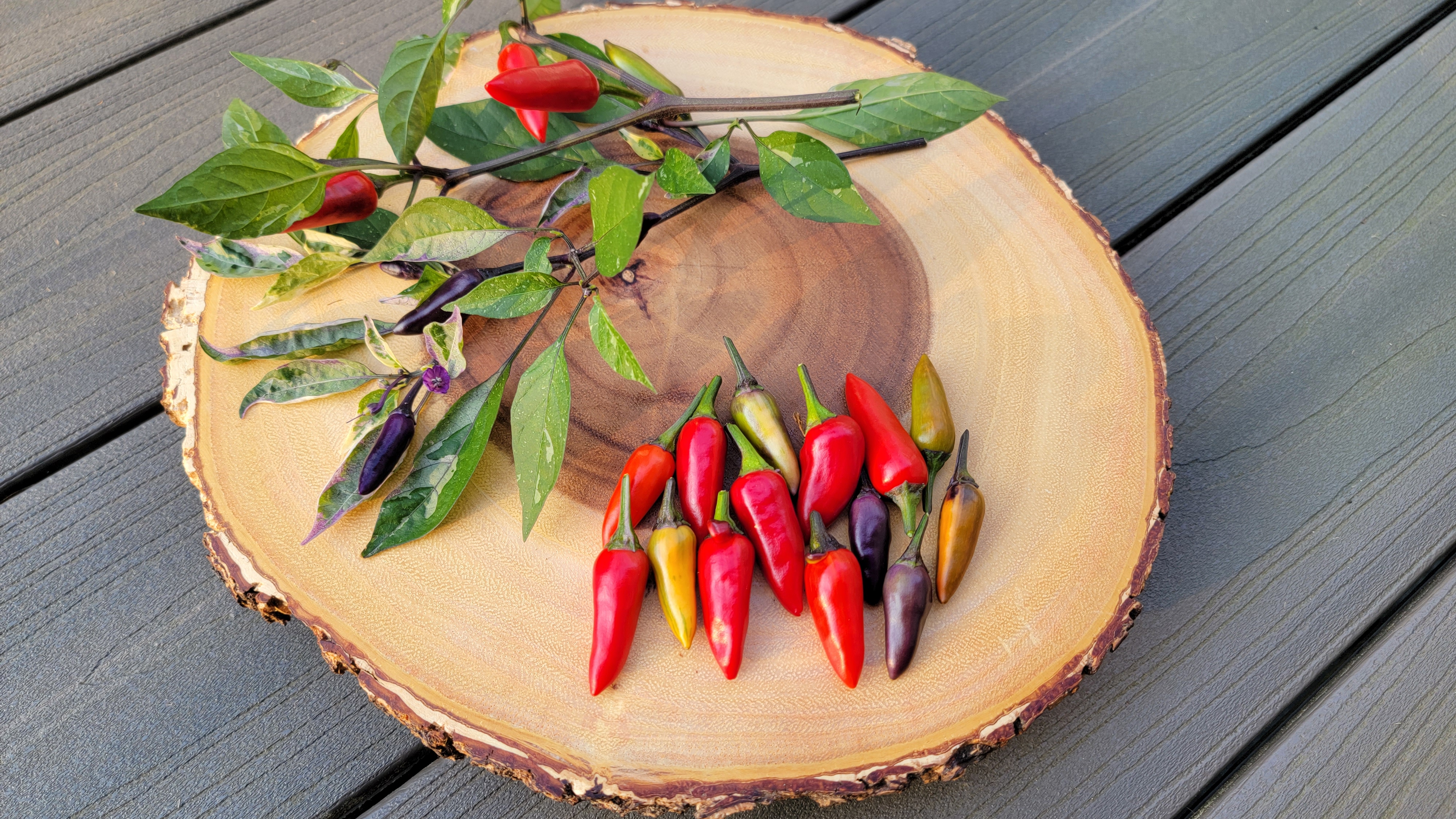 Painted Princess Variegated Pepper Seeds