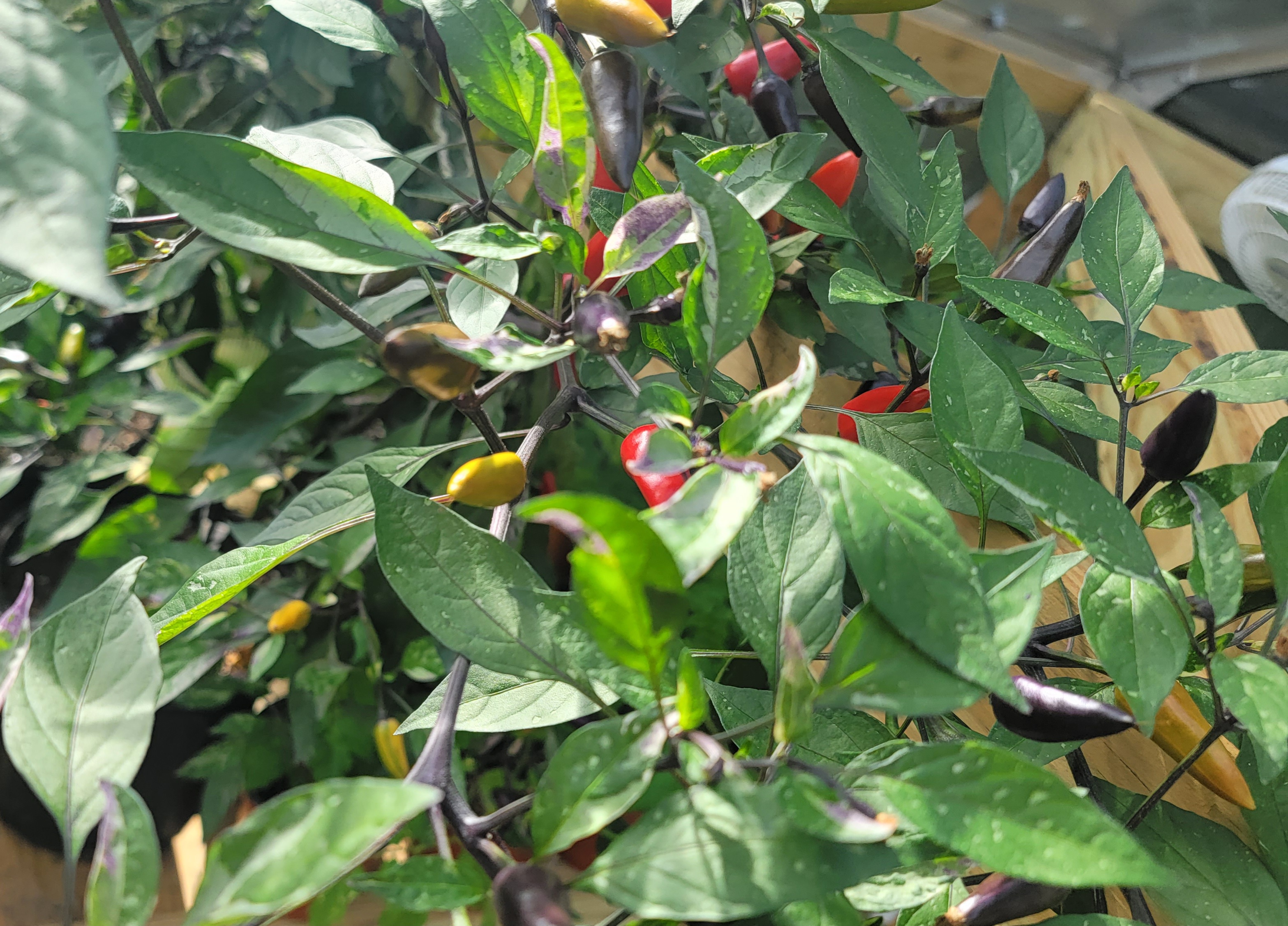 Painted Princess Variegated Pepper Seeds