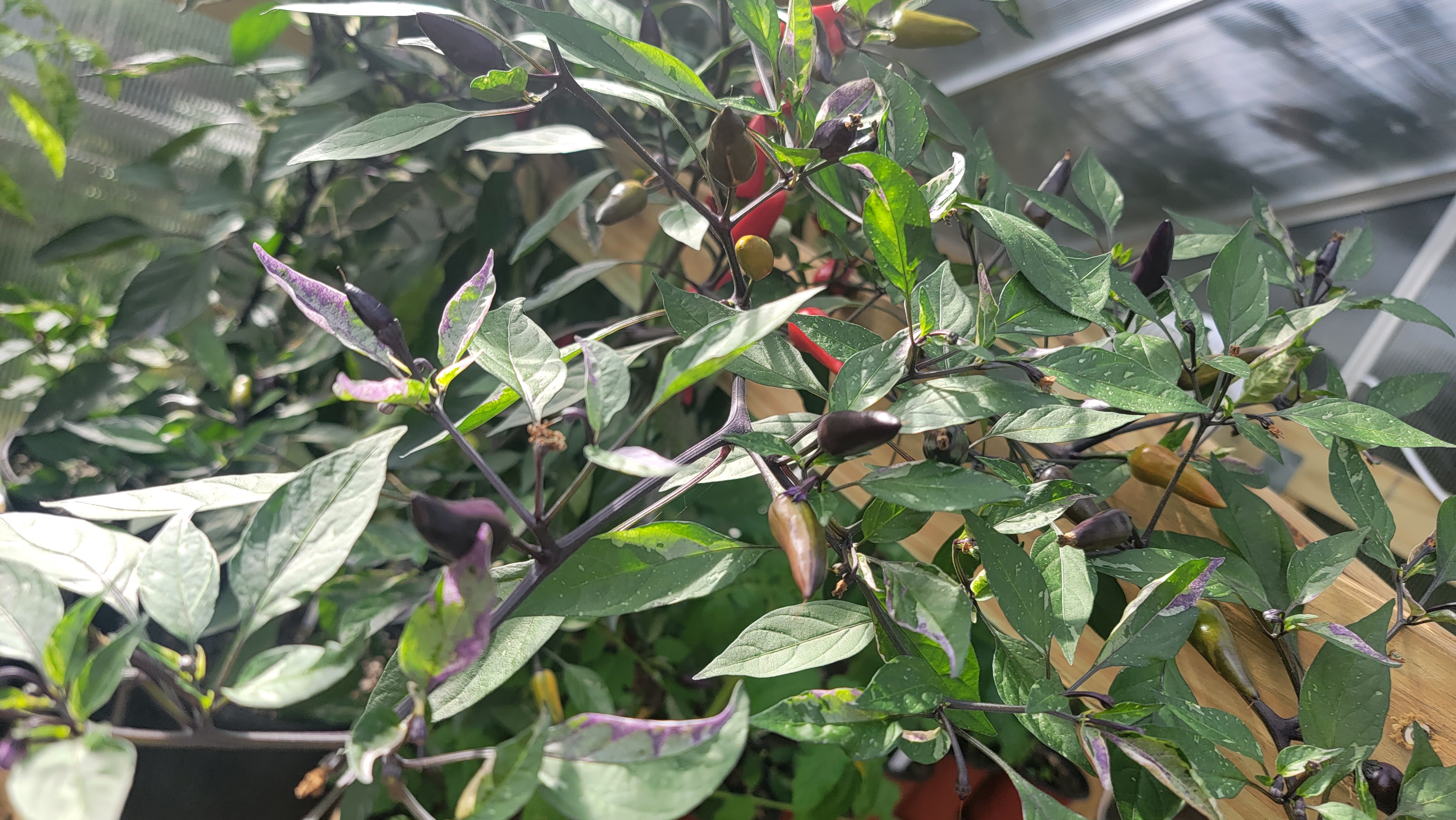 Painted Princess Variegated Pepper Seeds