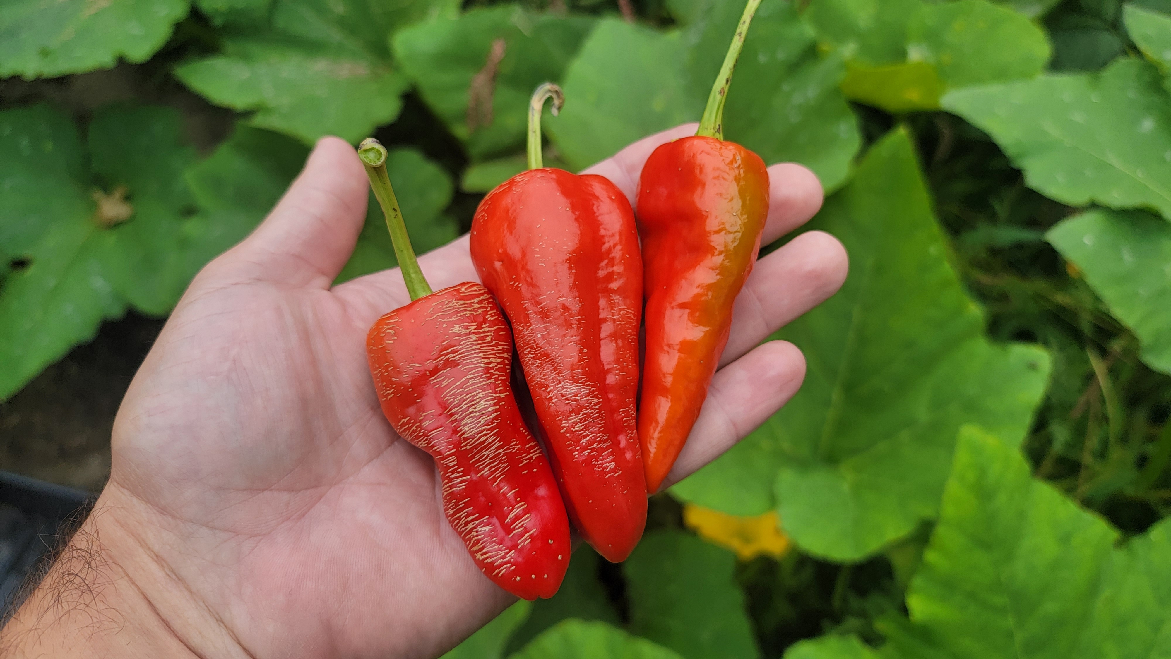 Padron Pepper Seeds