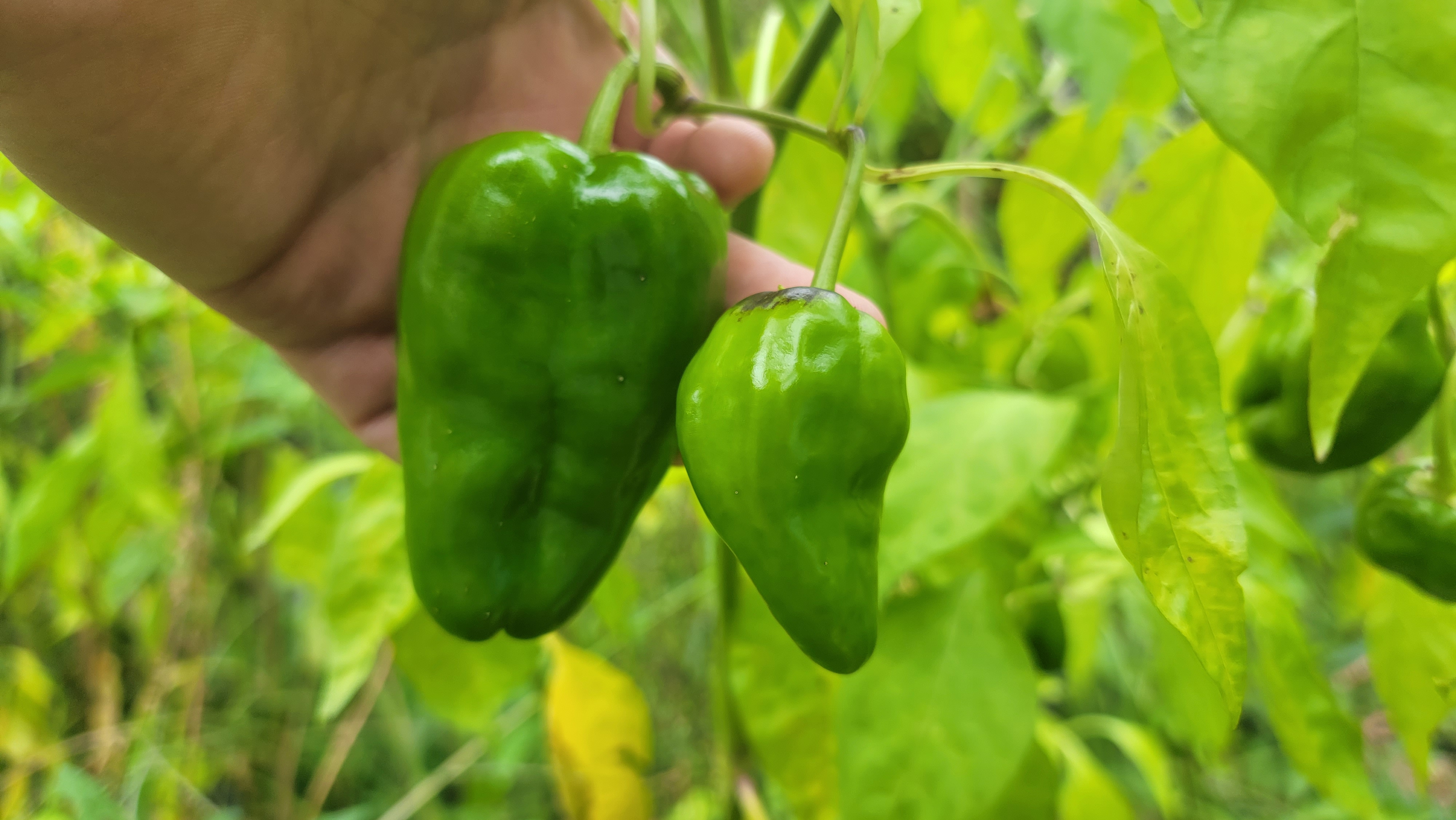 Padron Pepper Seeds
