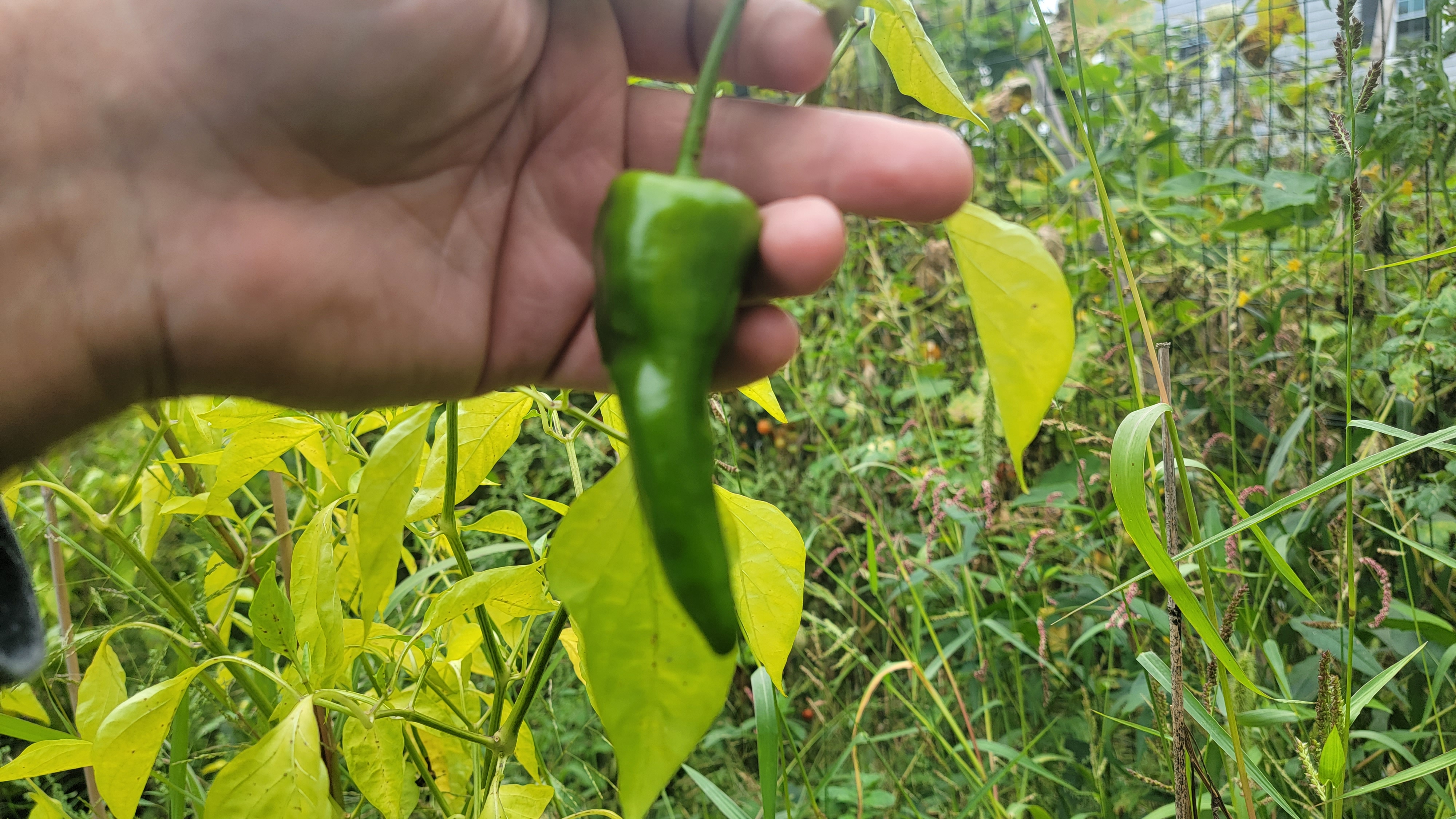 Padron Pepper Seeds