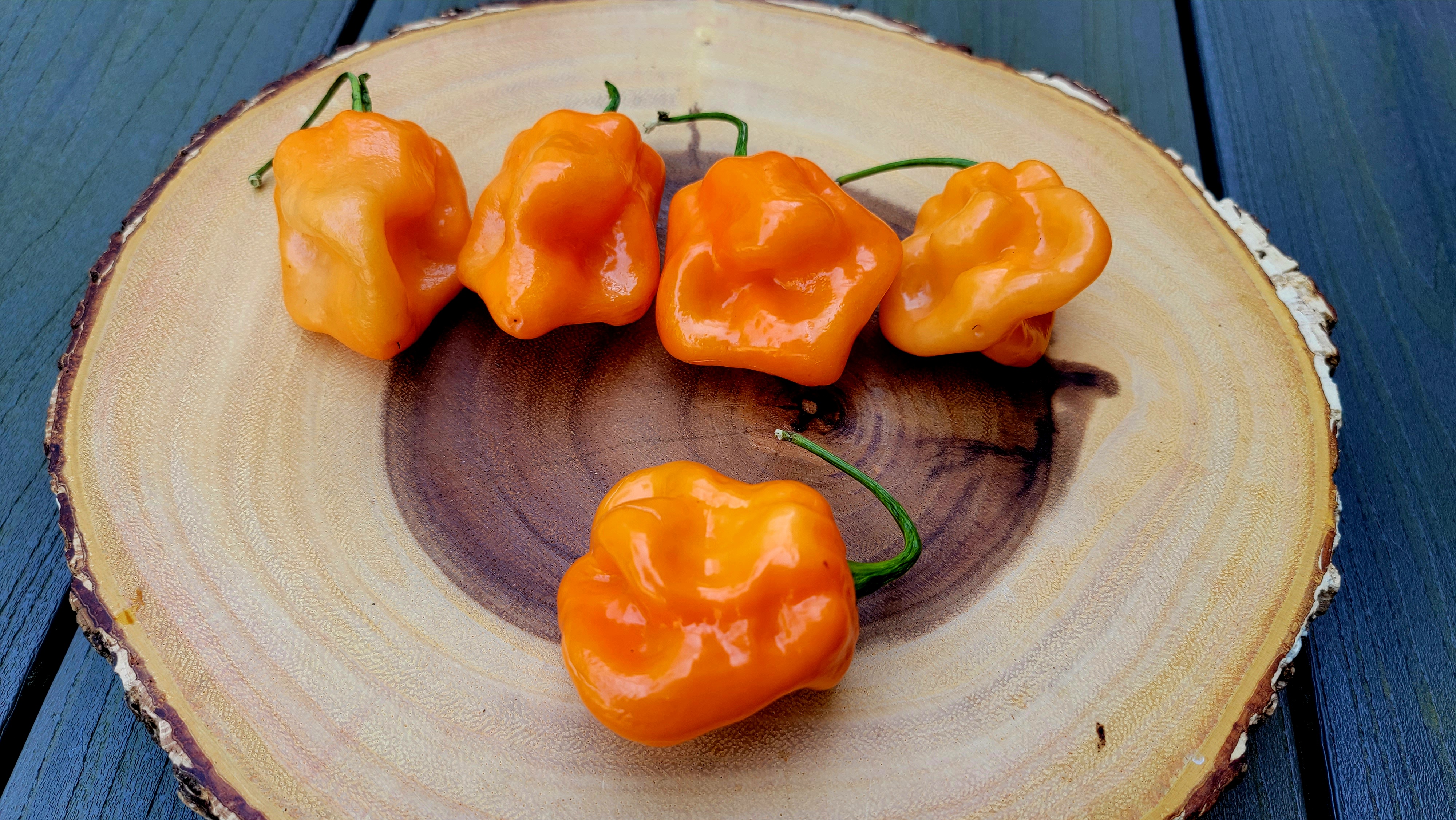 Roger's Giant Habanero Orange Pepper Seeds