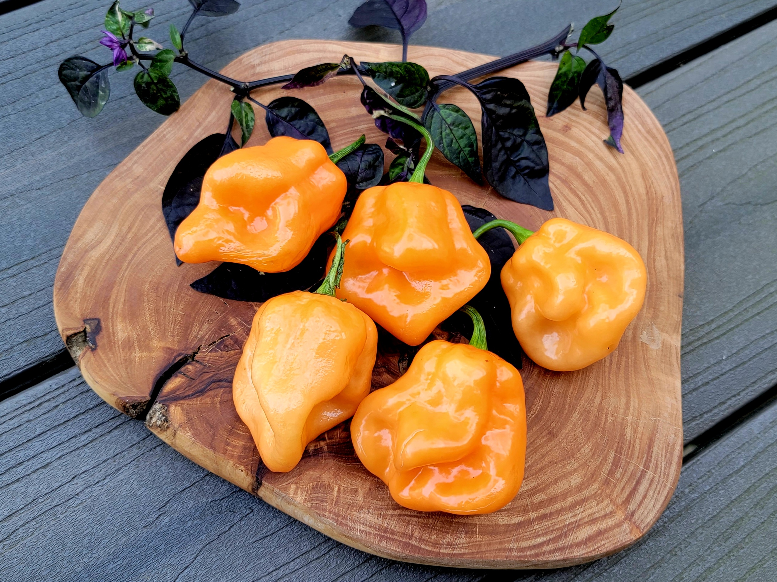 Roger's Giant Habanero Orange Pepper Seeds
