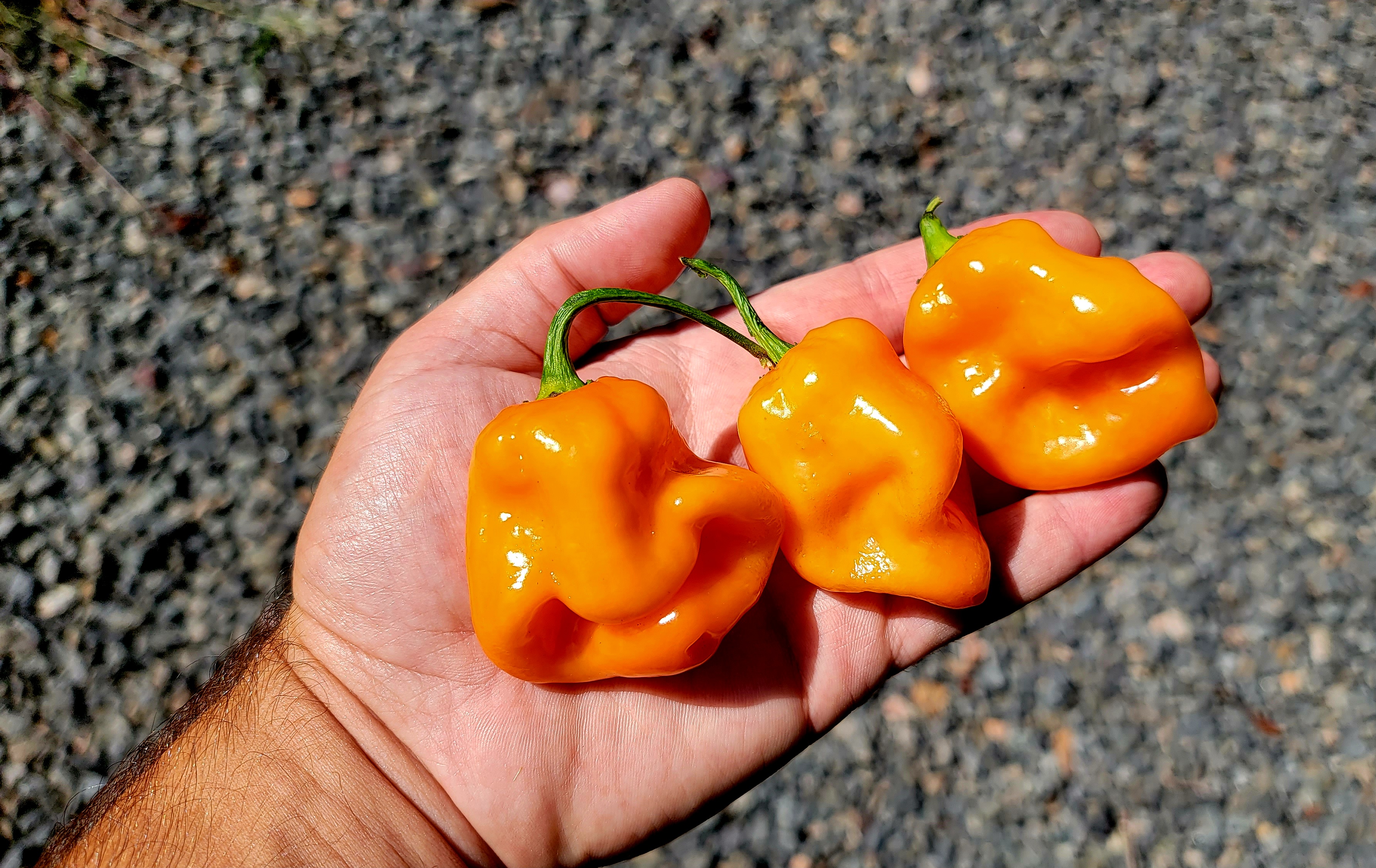 Roger's Giant Habanero Orange Pepper Seeds