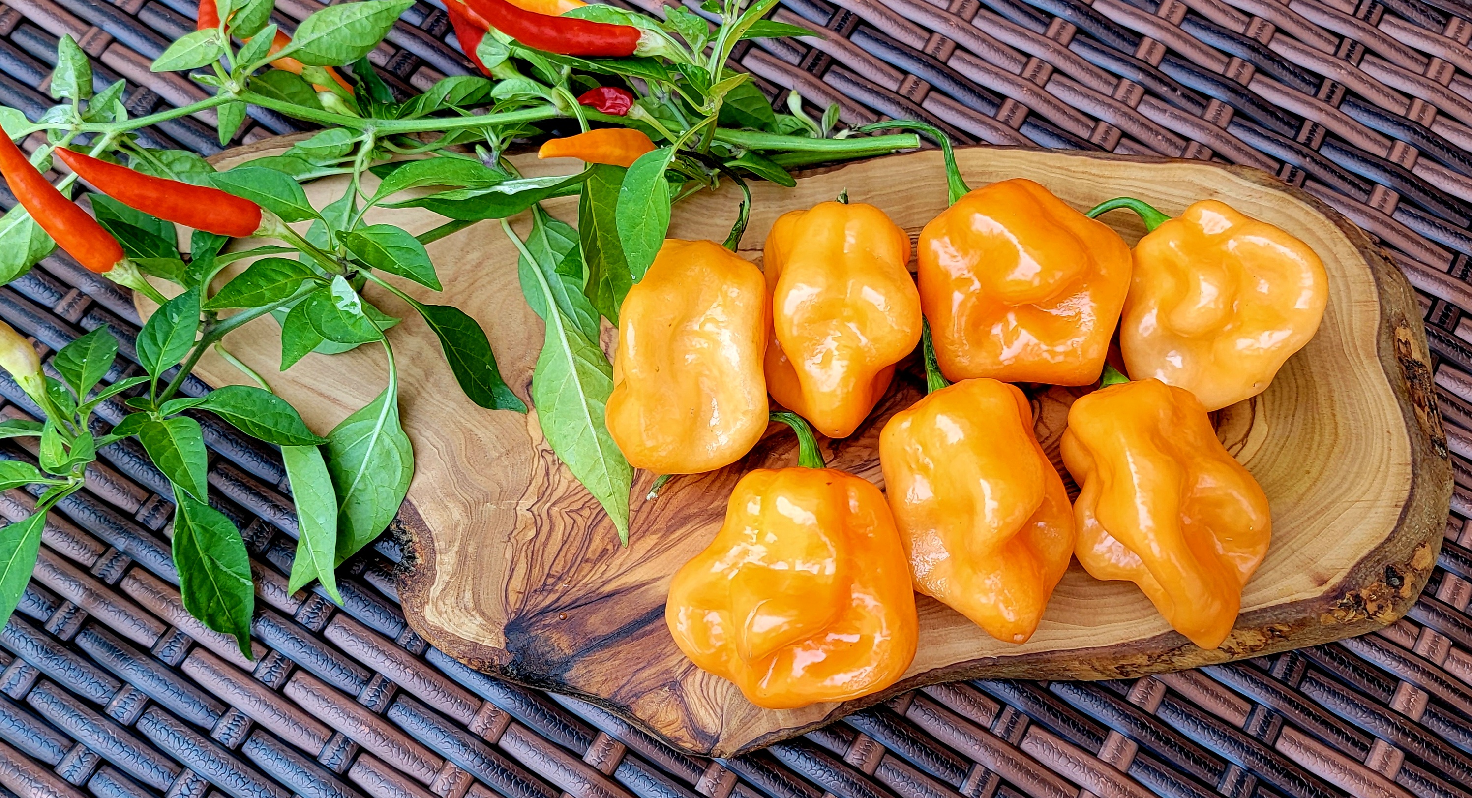 Roger's Giant Habanero Orange Pepper Seeds