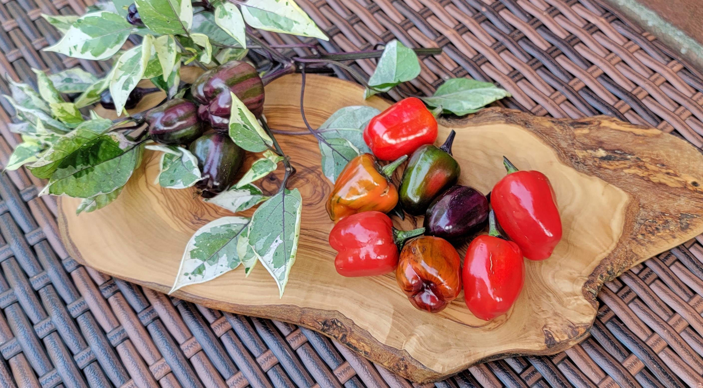 Scarlett Variegated Pepper Seeds