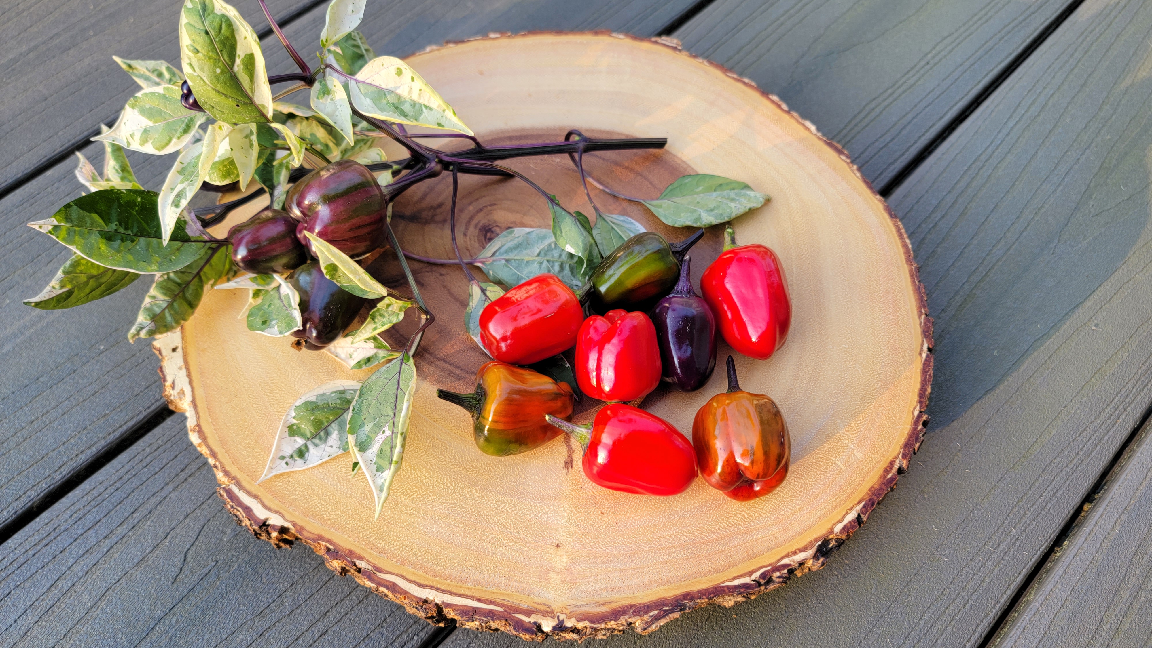 Scarlett Variegated Pepper Seeds