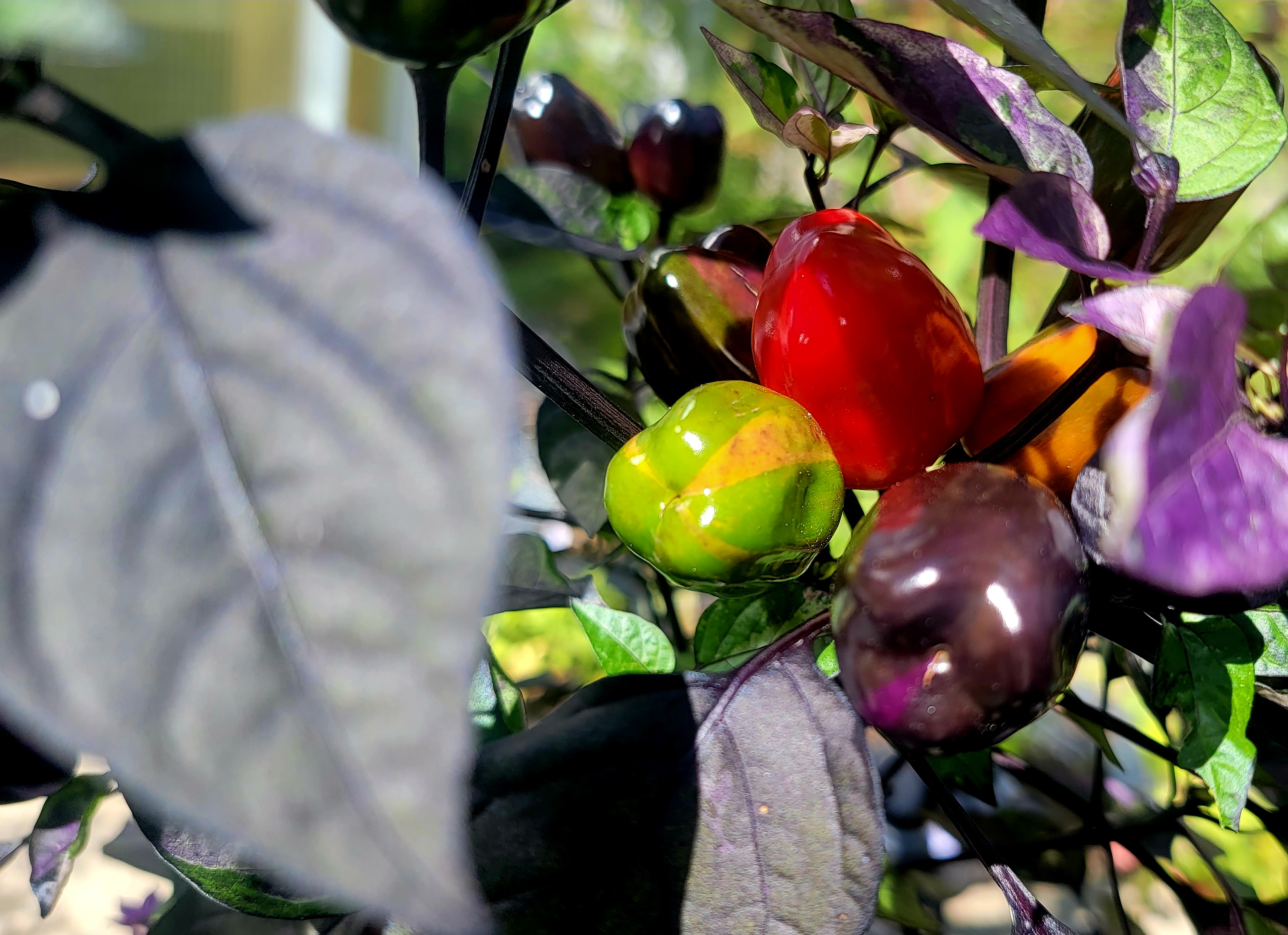 Scarlett Variegated Pepper Seeds