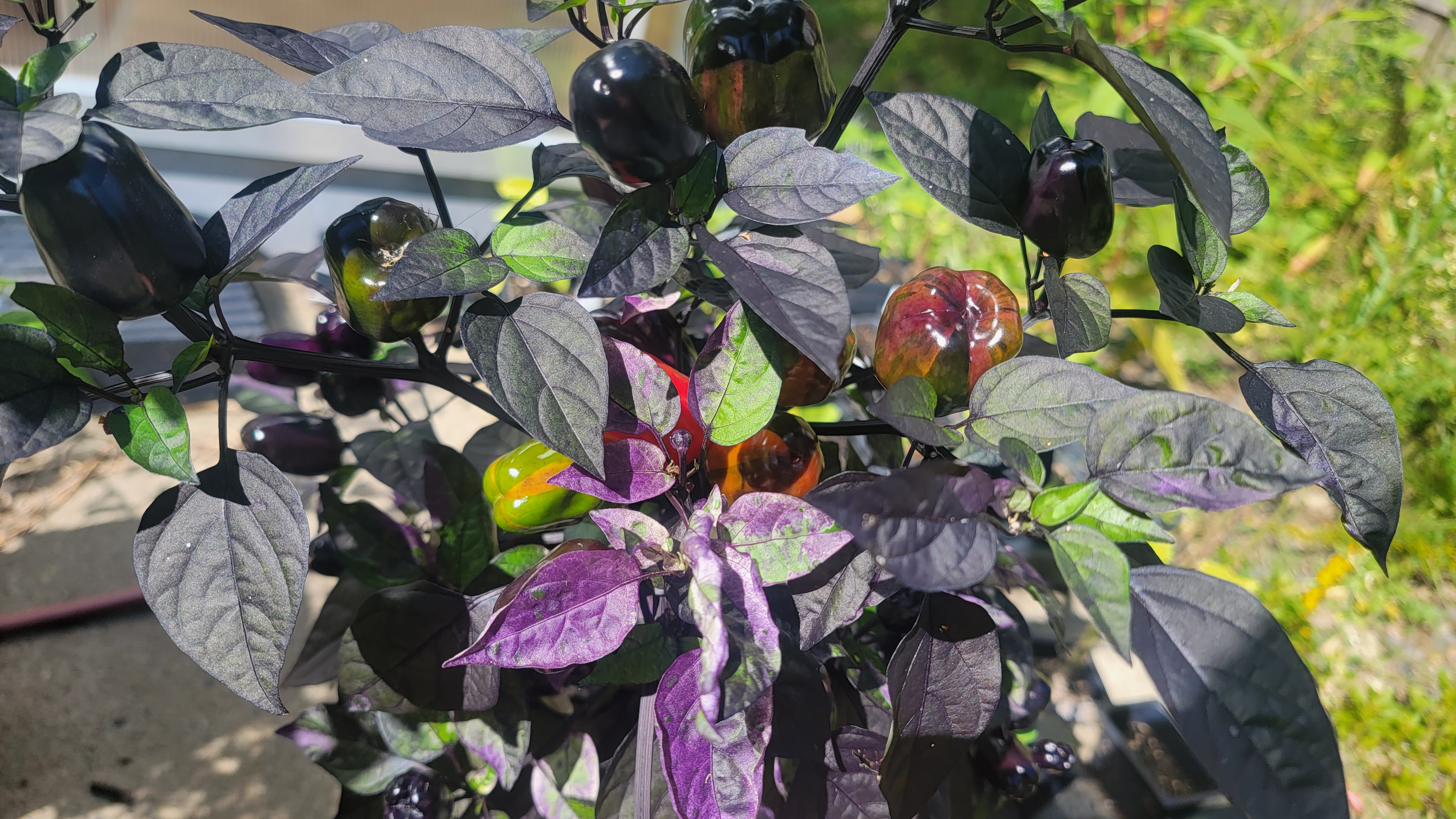 Scarlett Variegated Pepper Seeds