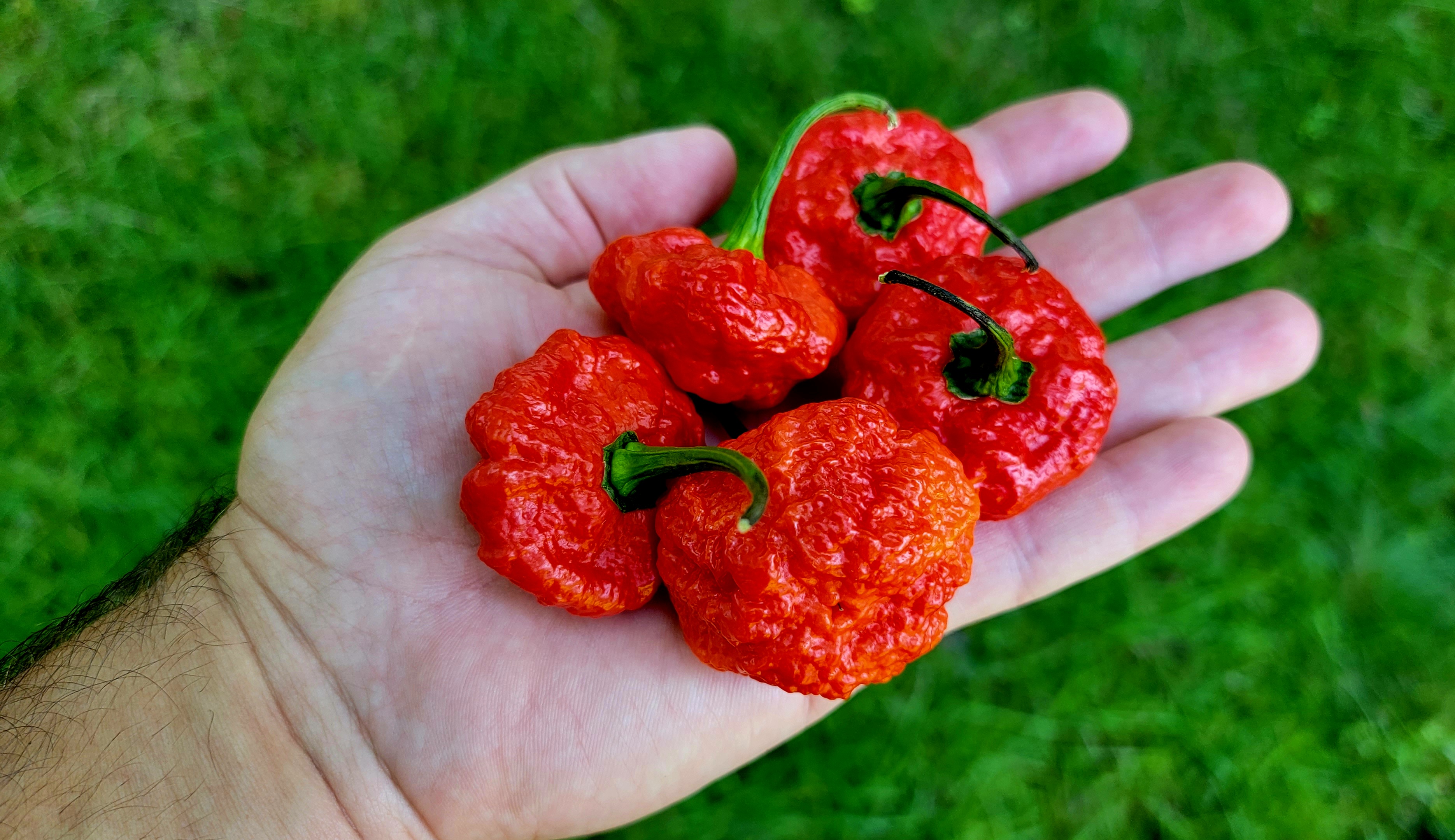 Scotch Brains Red Pepper Seeds