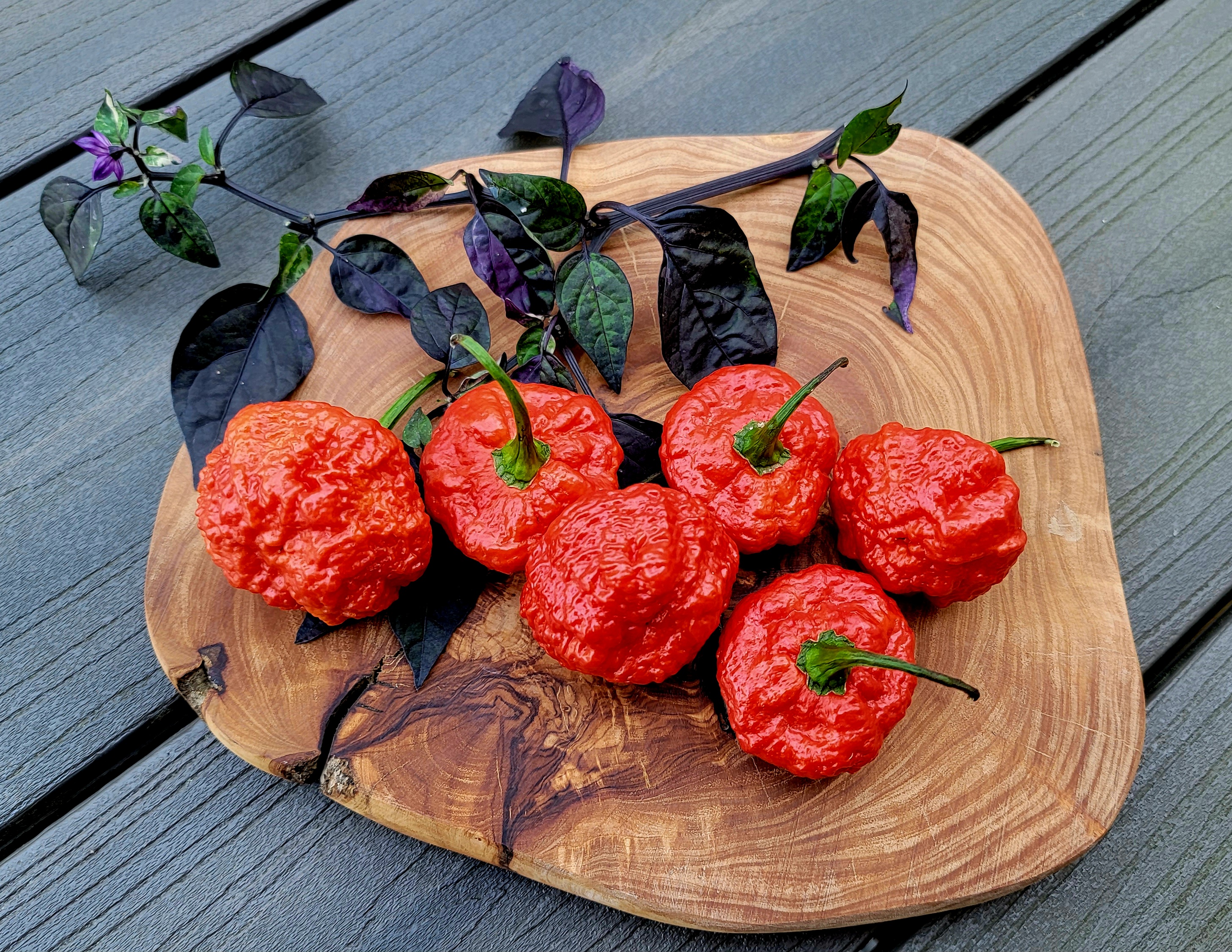 Scotch Brains Red Pepper Seeds