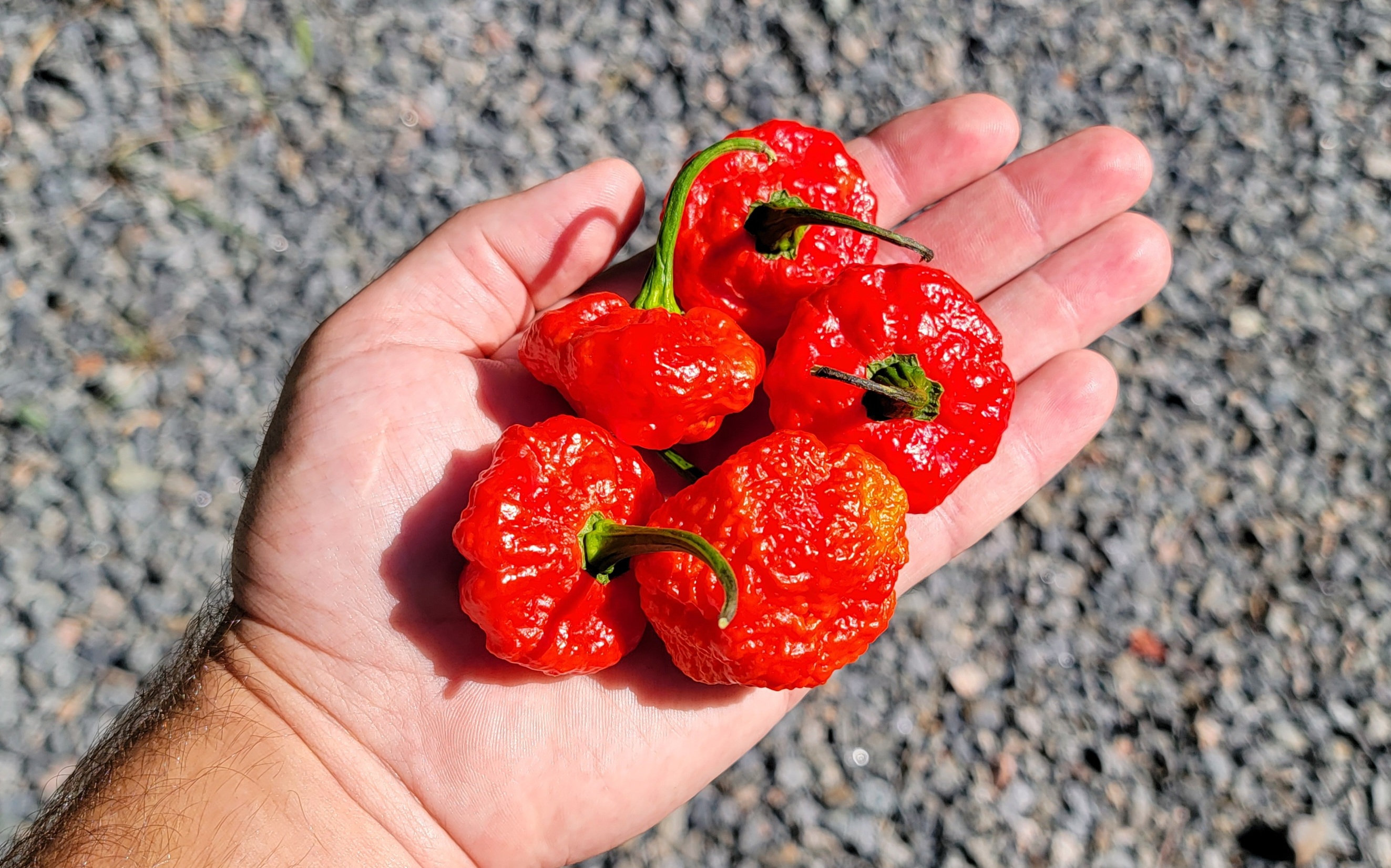 Scotch Brains Red Pepper Seeds