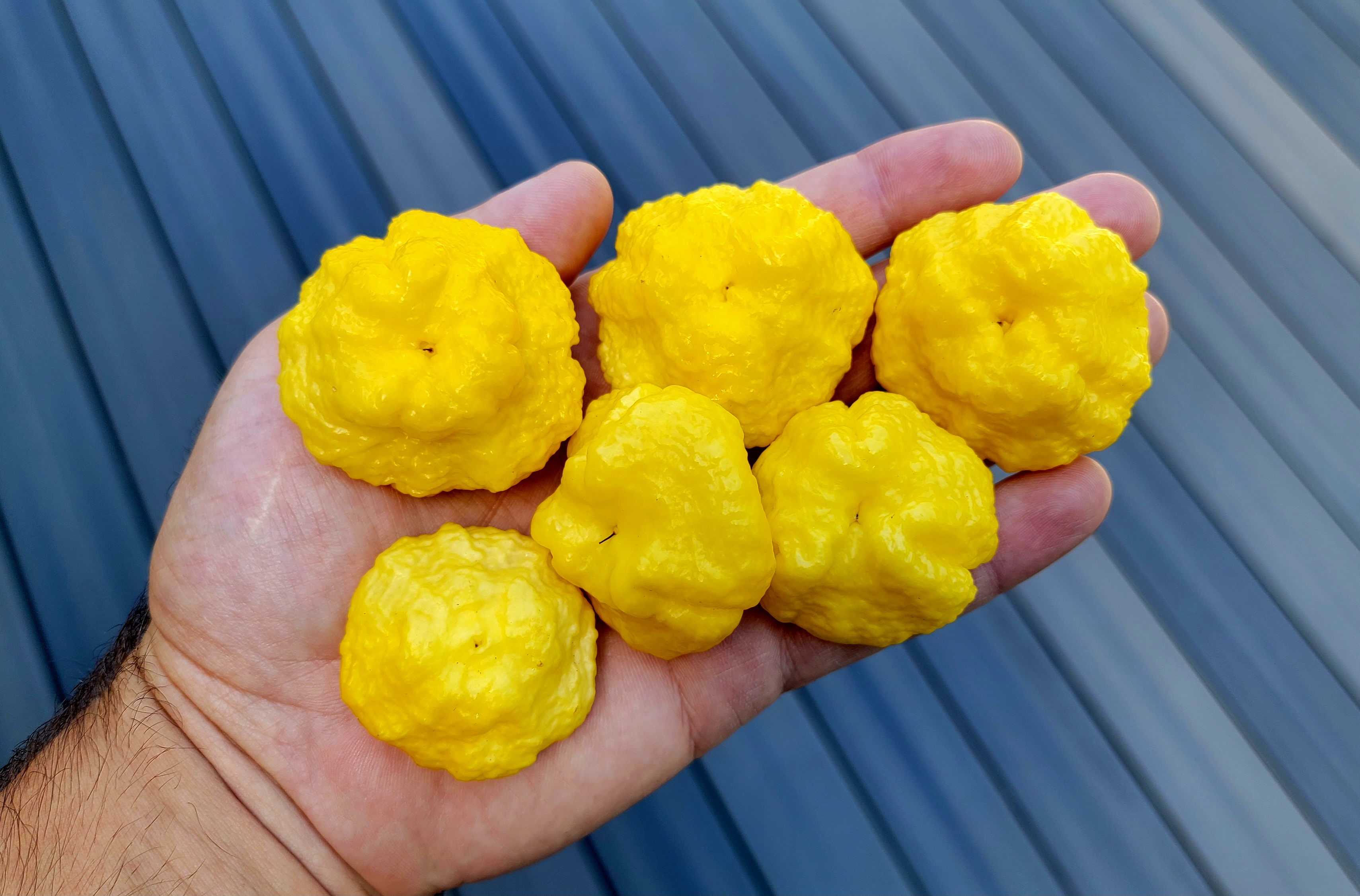 Scotch Brains Yellow Pepper Seeds